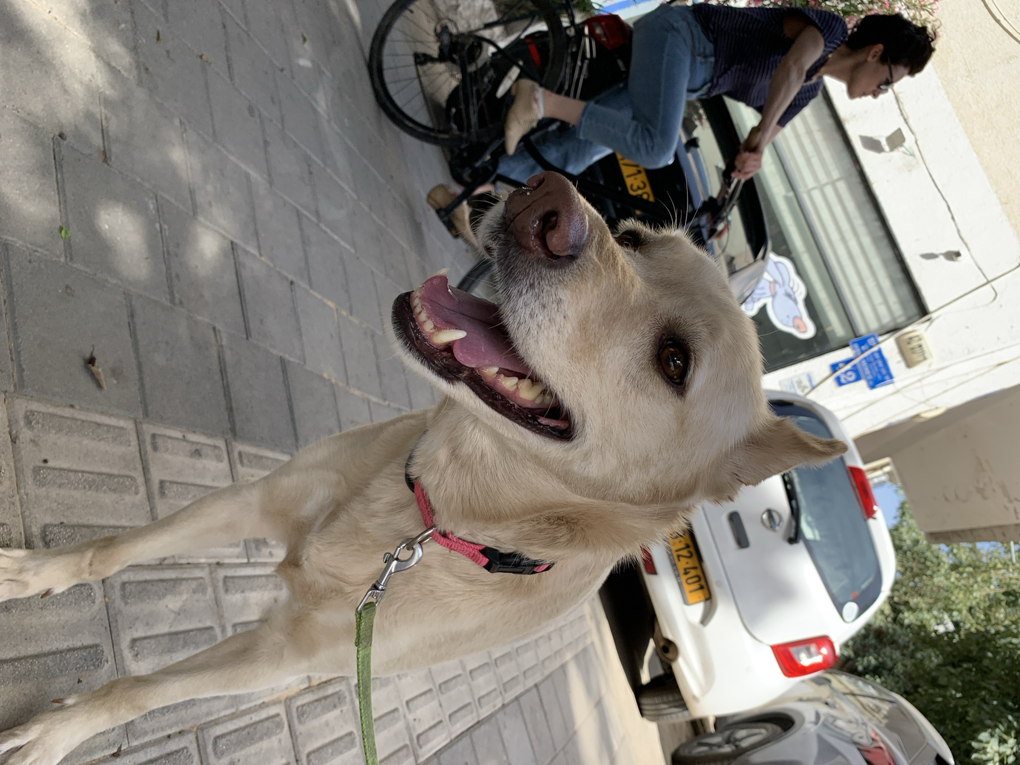 Dogs and pizza documented in Tel Aviv afternoon scenes