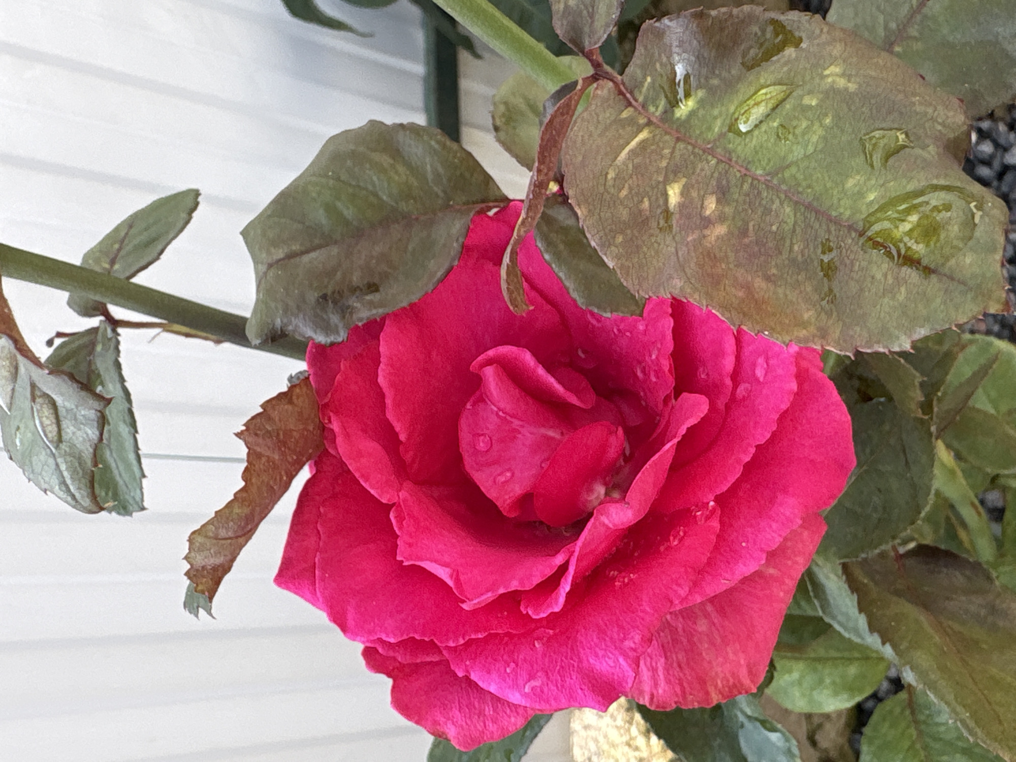 Garden flowers, houseplants, and pets in Navahrudak, Belarus