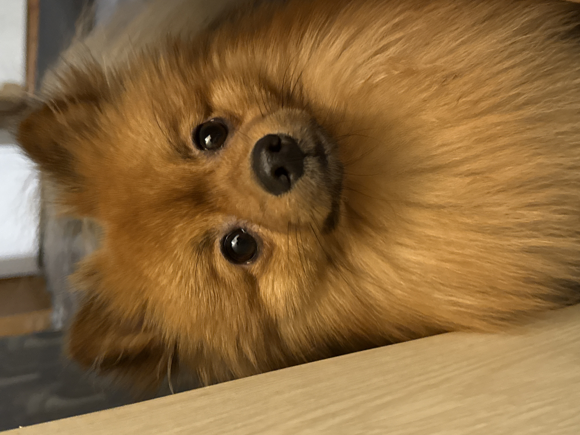 Pomeranian dog training session captured in Khimki, Russia