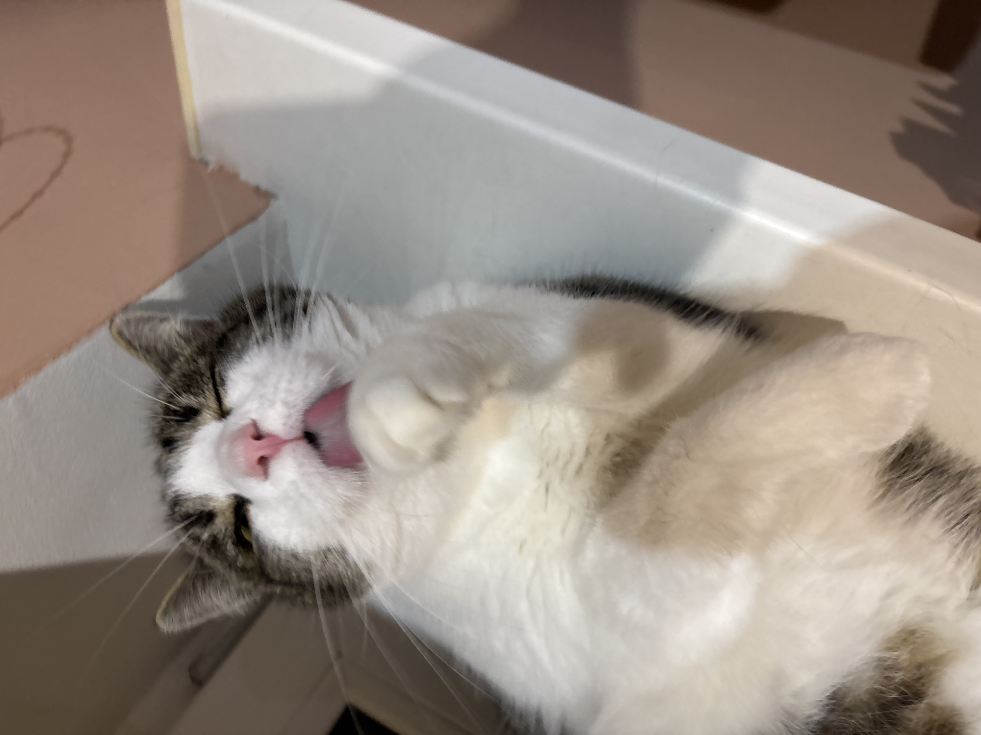 Tabby cat deep in grooming mode on a Kapyĺ windowsill