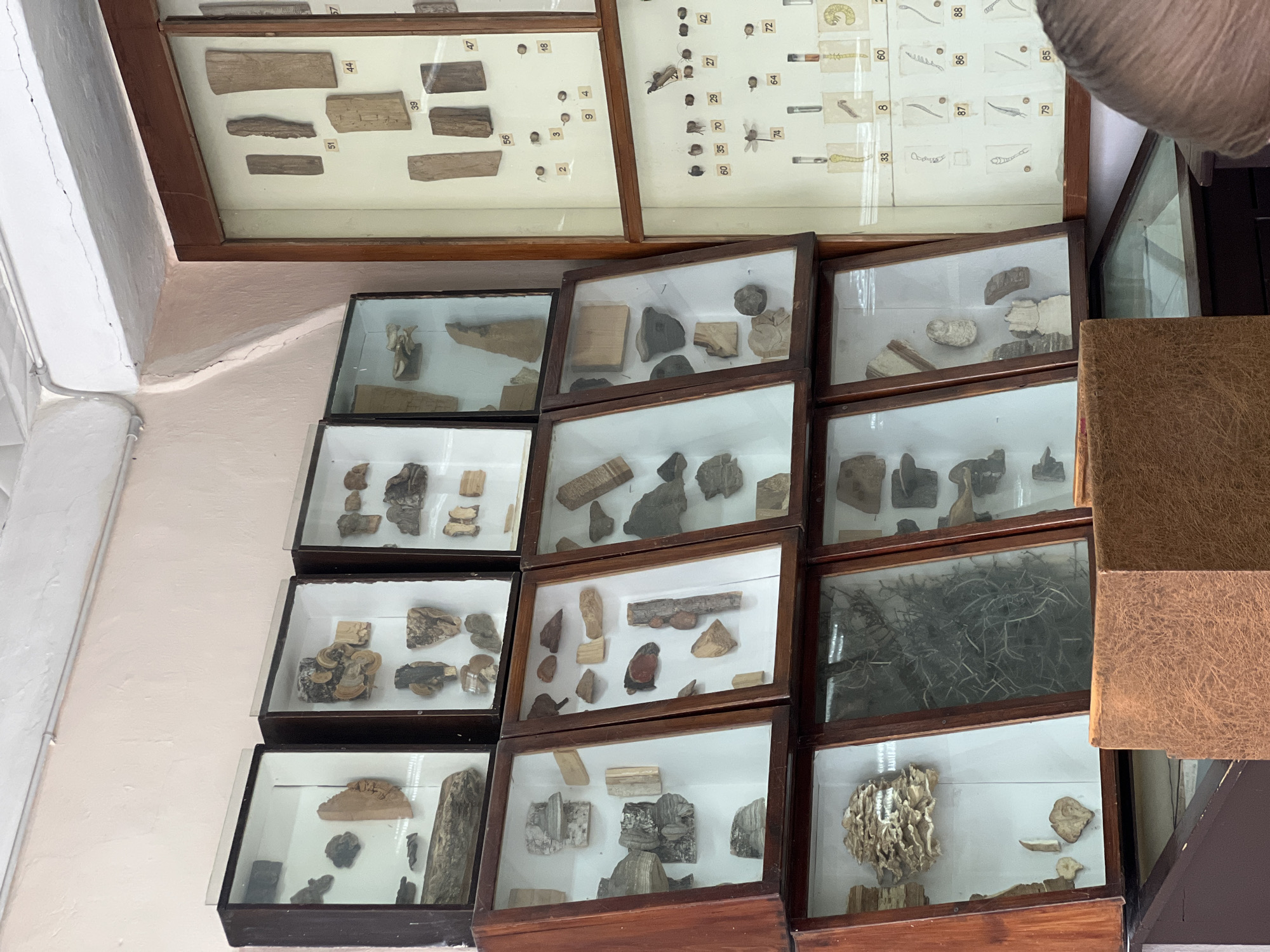 Natural specimens displayed in glass cases observed
