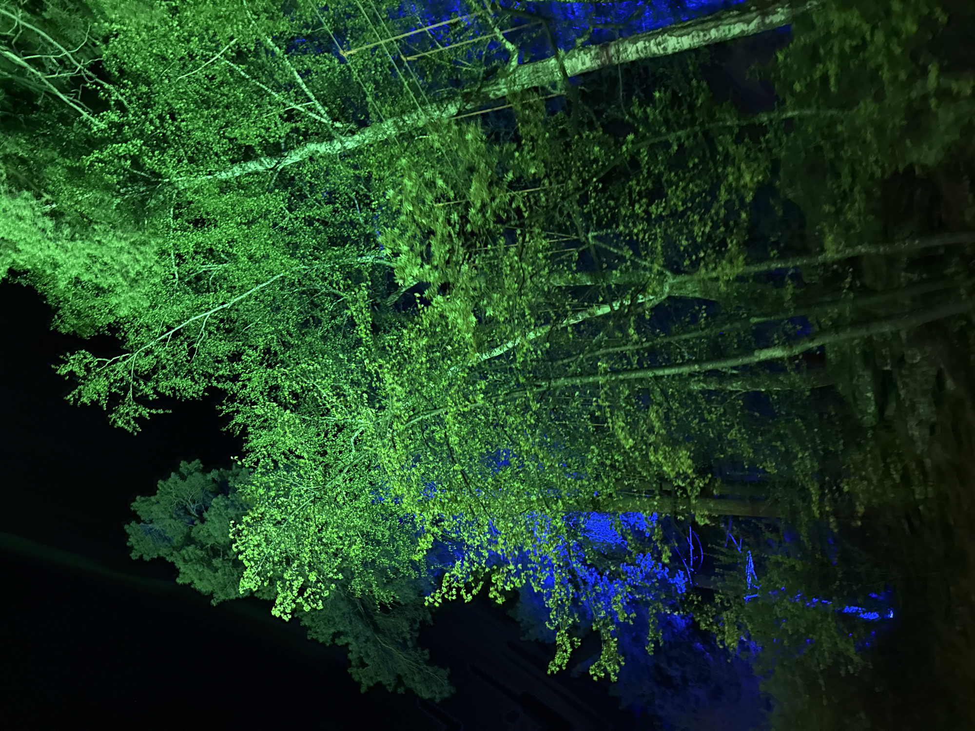 Nighttime tree lighting display observed in Zolotoi Plyazh, Russia