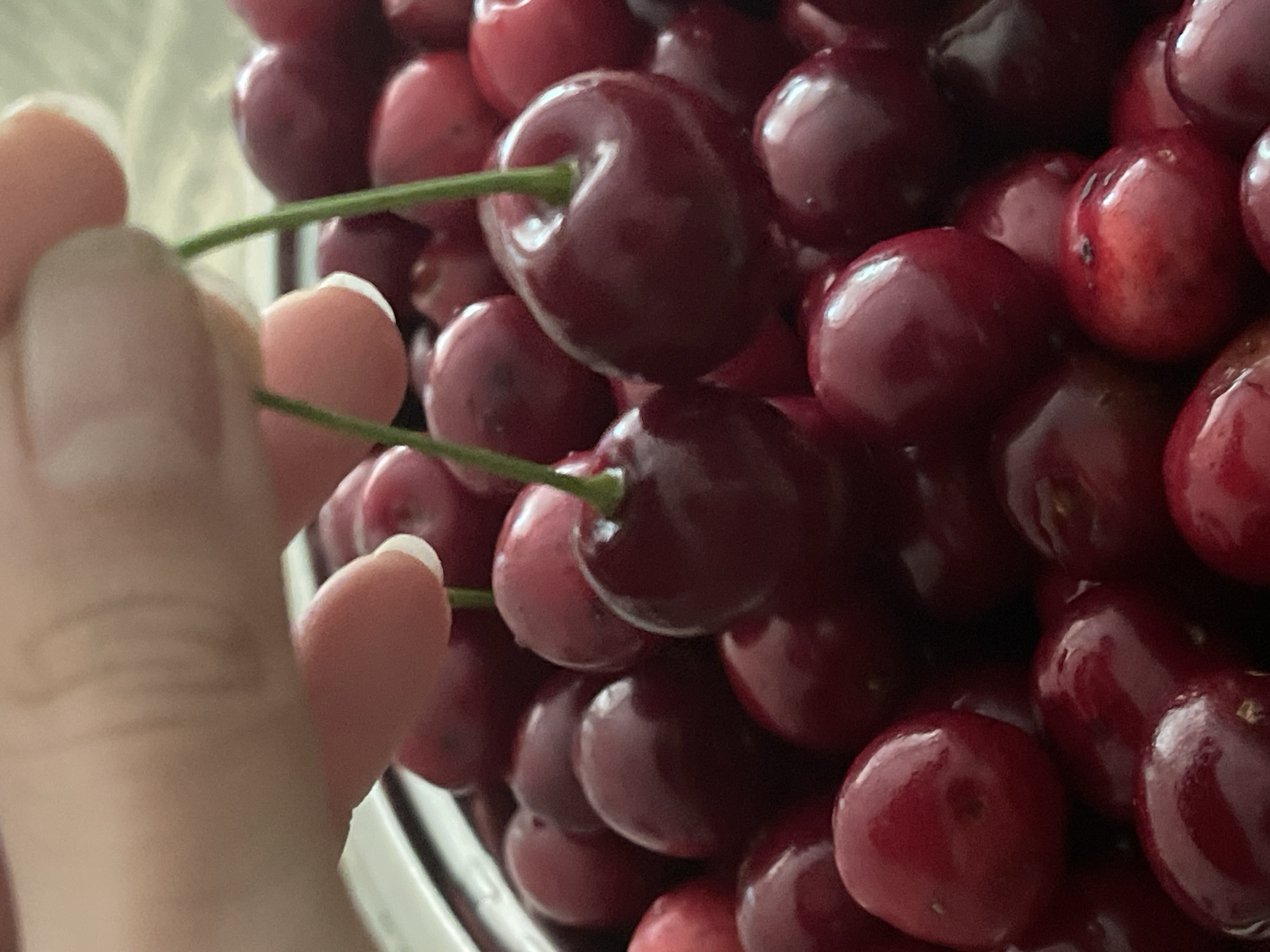 Summer morning in Sredny: cherries, wildflowers, and a curious kitten