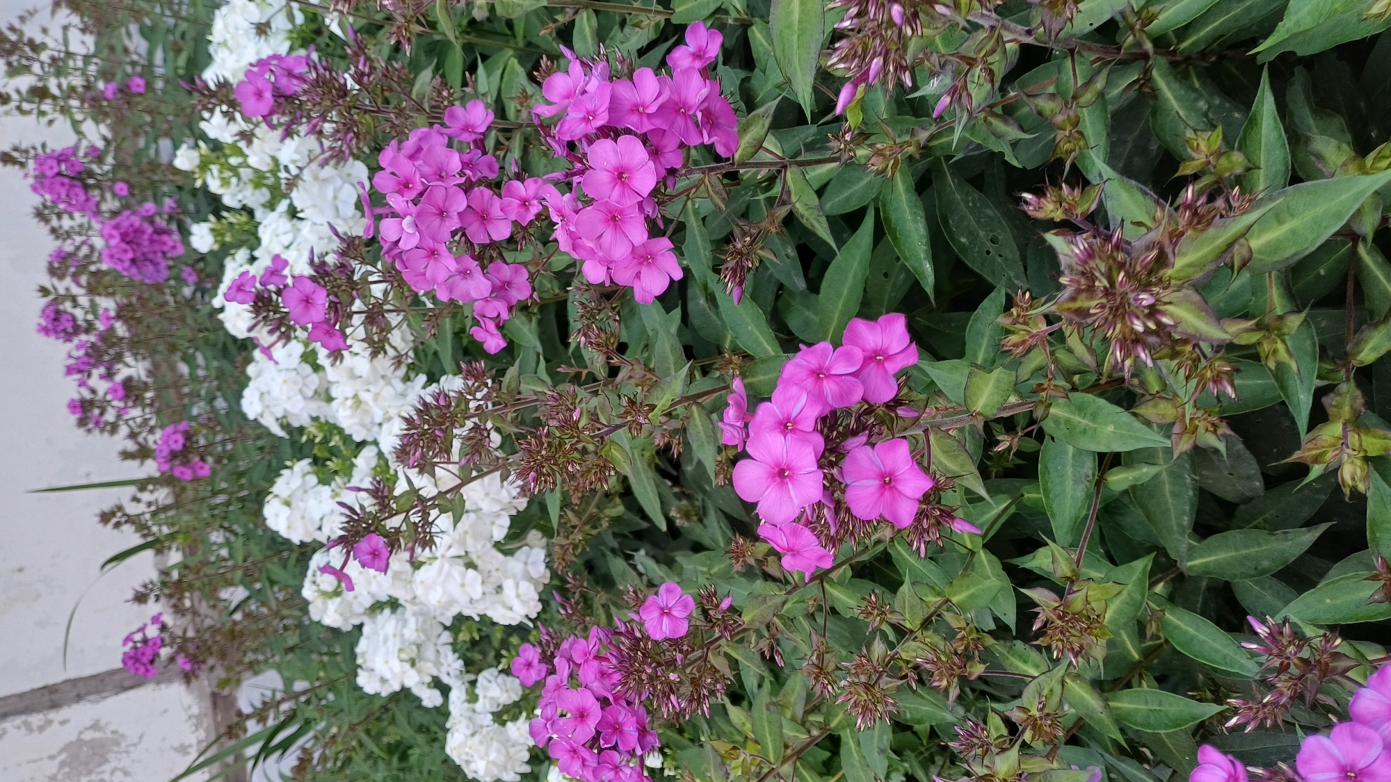 Summer garden in full bloom, Izhevsk
