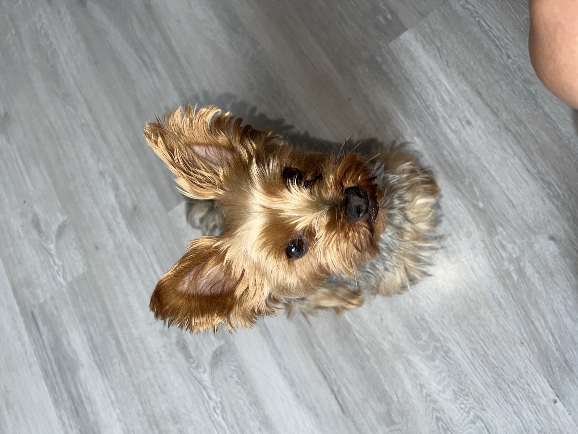 Yorkshire Terrier, tarot spreads, and home life in Tychy