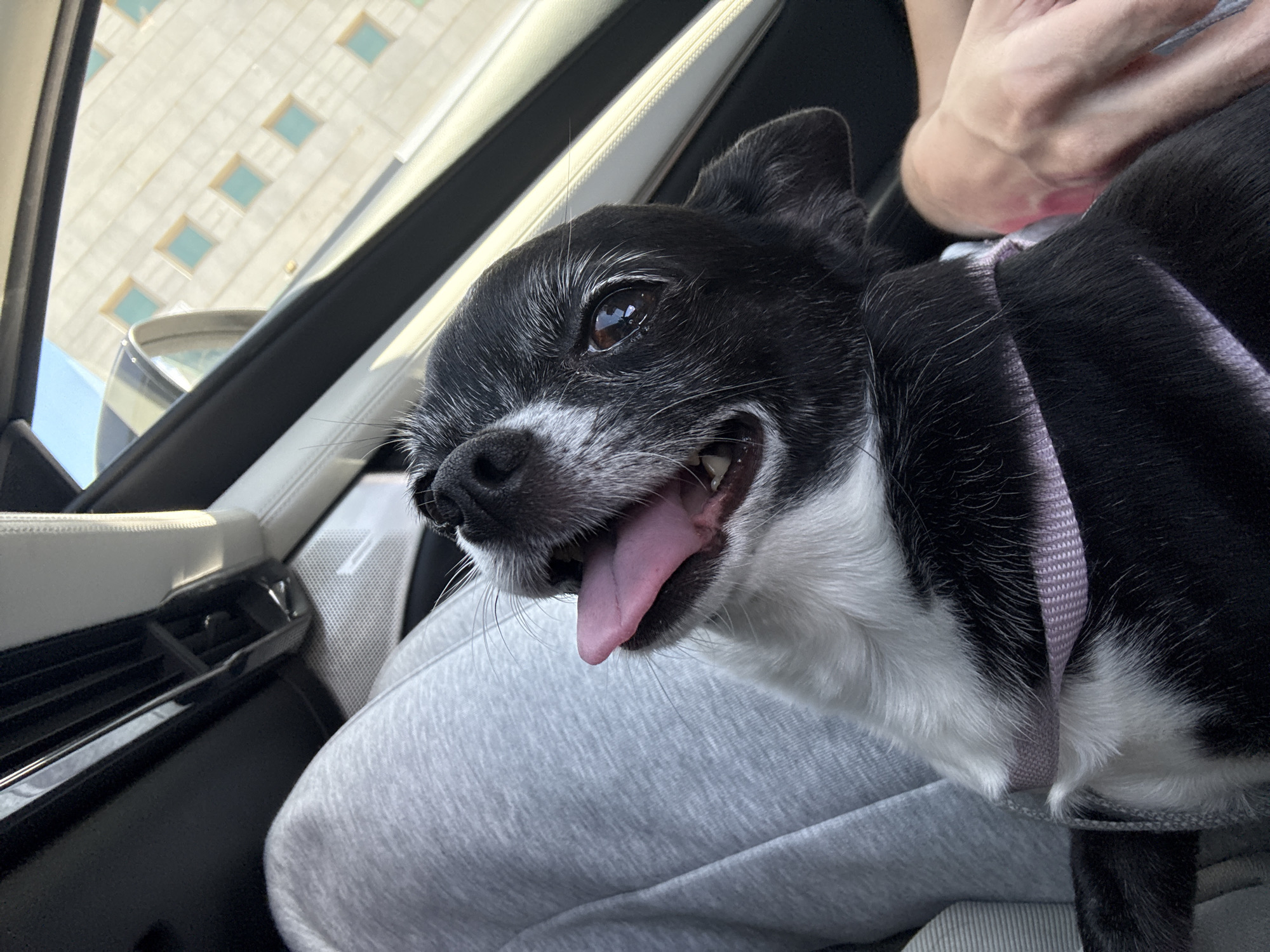 Dog in pink harness spotted in car, street in Netanya