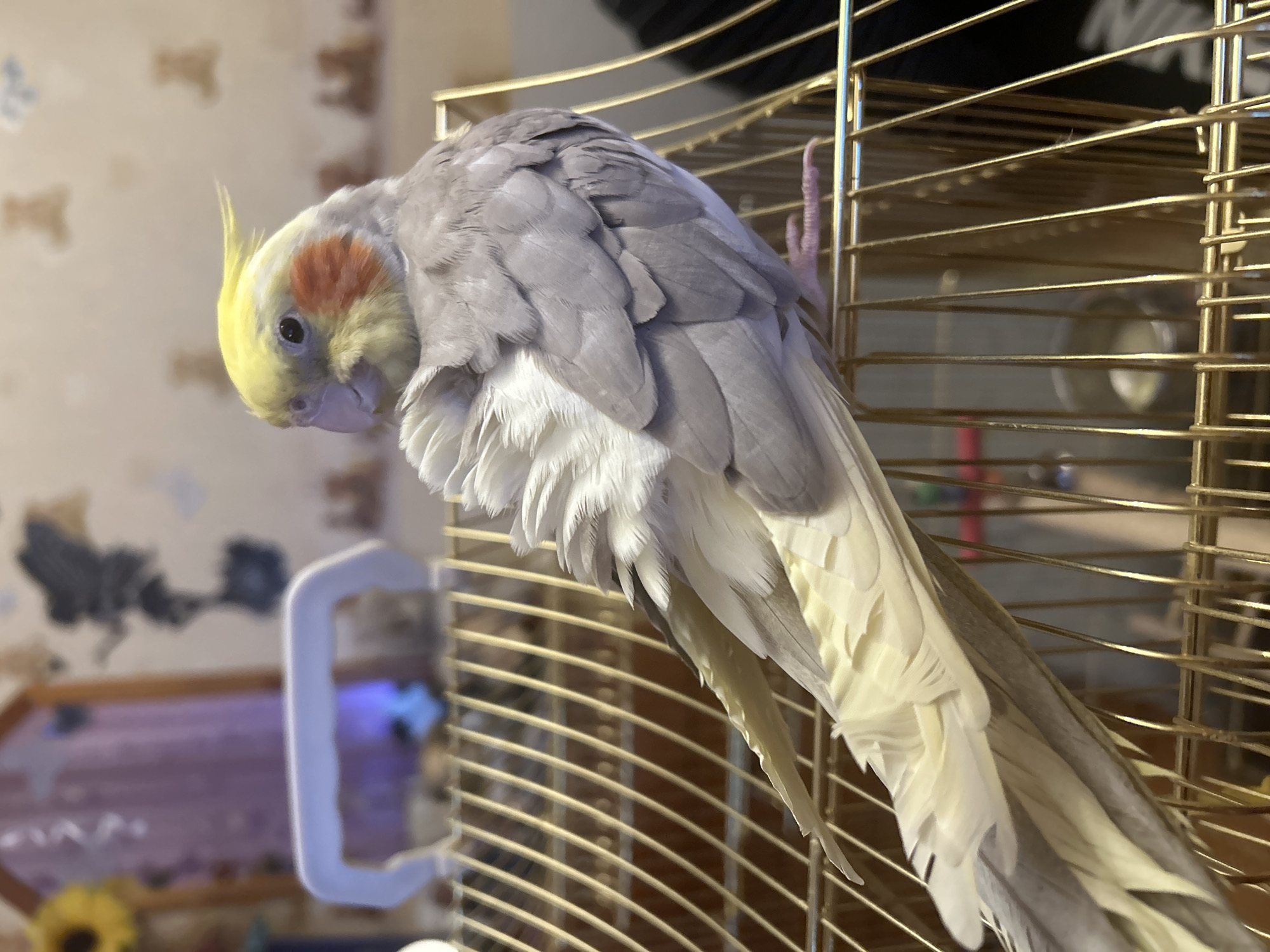 Sofia resident documents evening pet care and dinner preparation