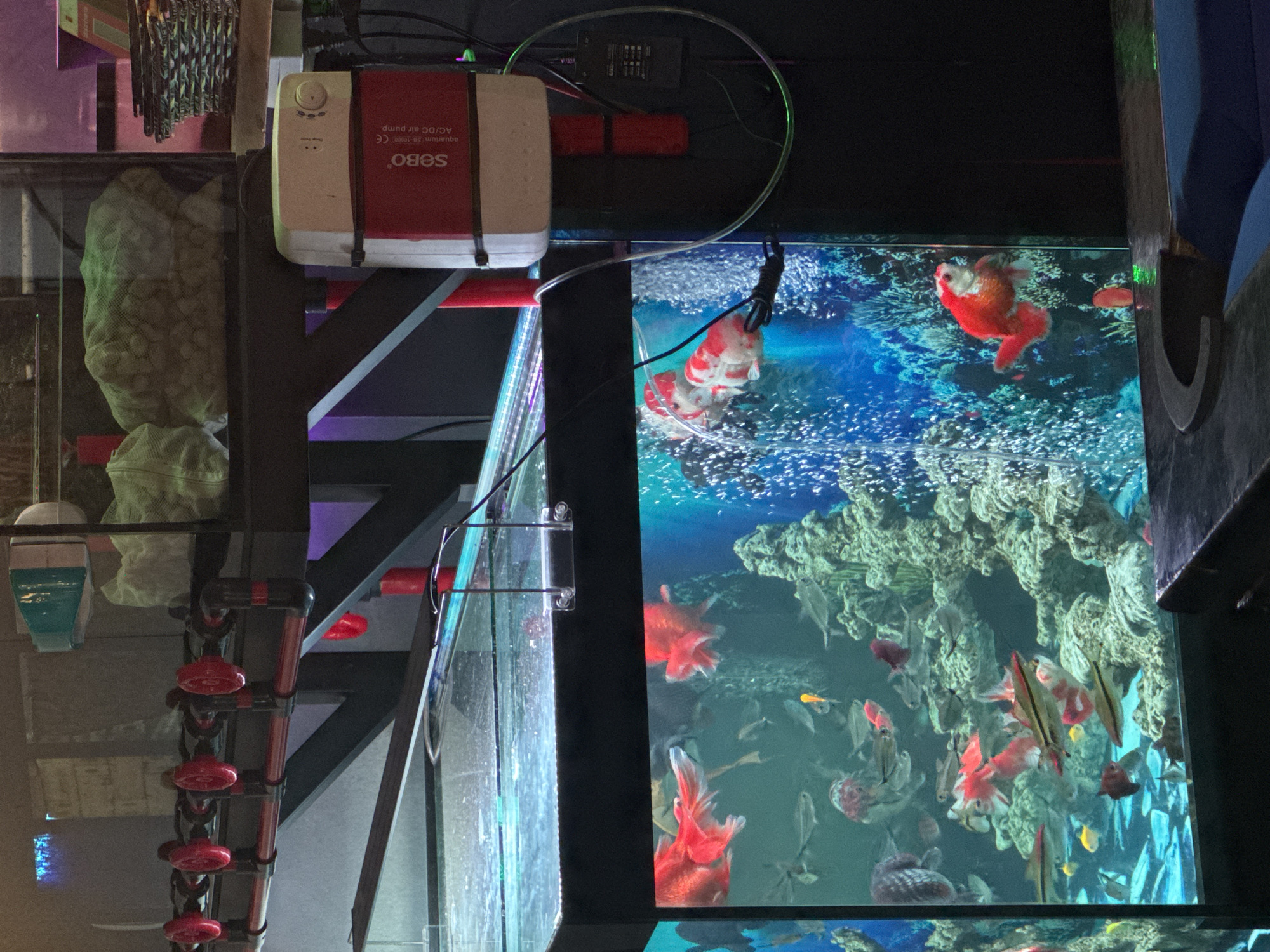 Indoor aquarium and recreational space observed during midday period
