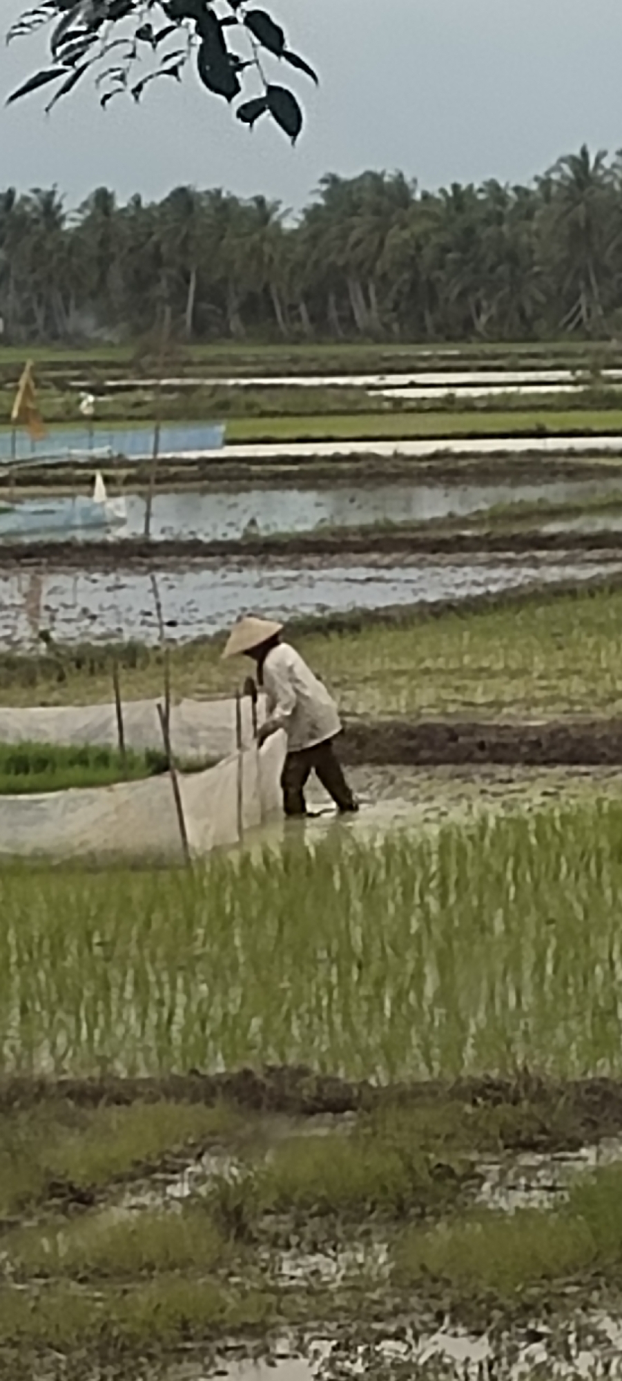 Rice paddy labor underway in flooded fields of Aluegunto, Indonesia