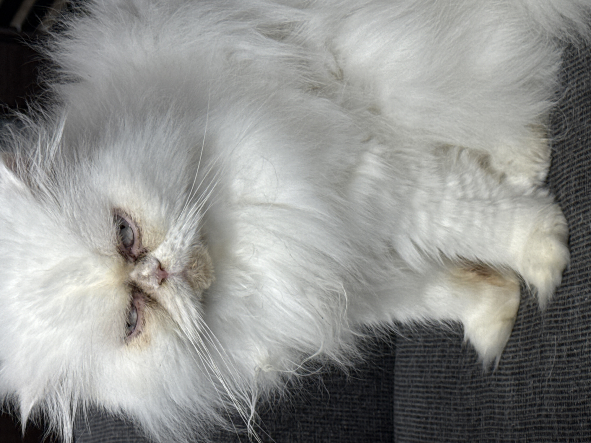 White Persian cat spotted resting around Burgas, Bulgaria