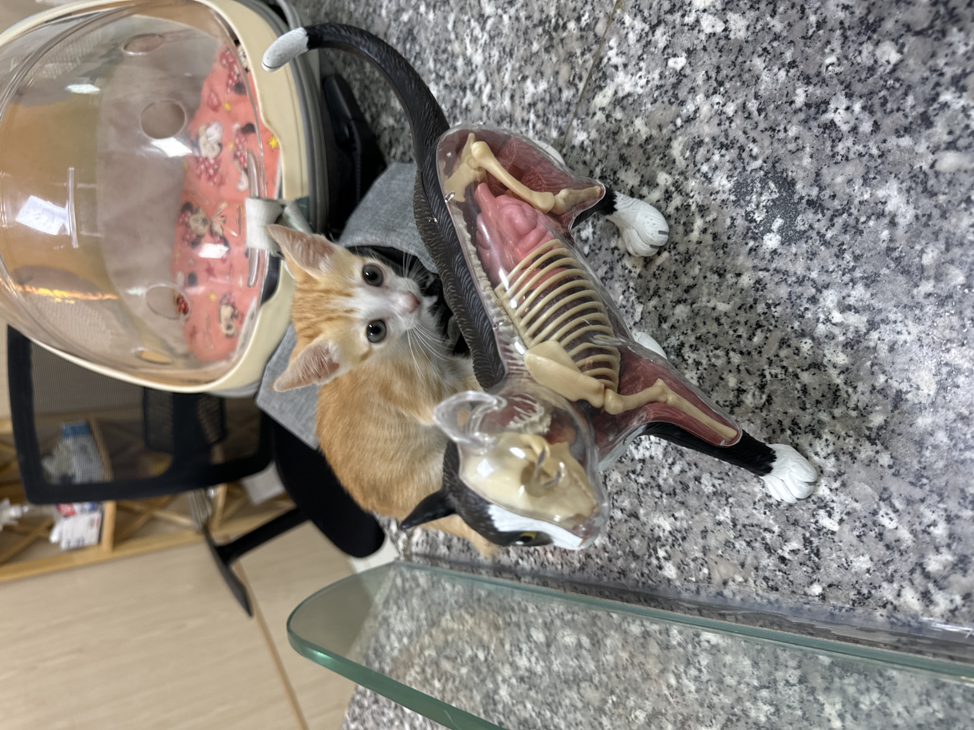 Kitten visits veterinary clinic with anatomical models in Vietnam