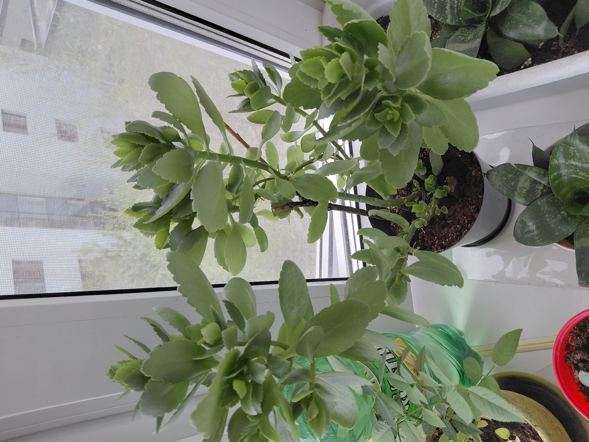 Indoor plant collection documented on Nadym windowsill during afternoon
