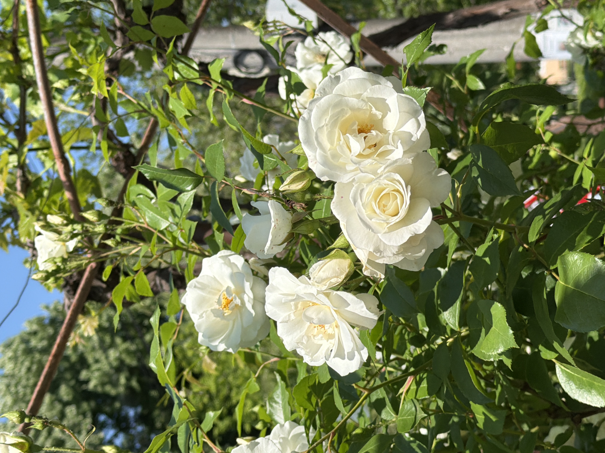 Morning garden and pet scenes documented by witness