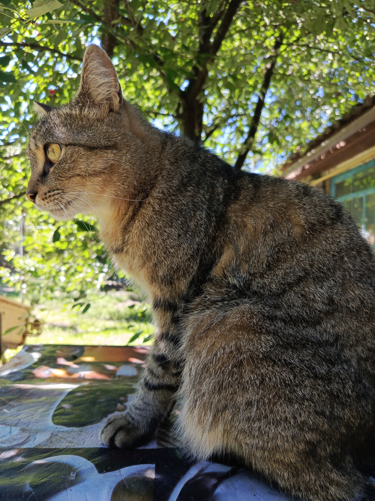 Cats and flowering houseplants on a slow morning at home