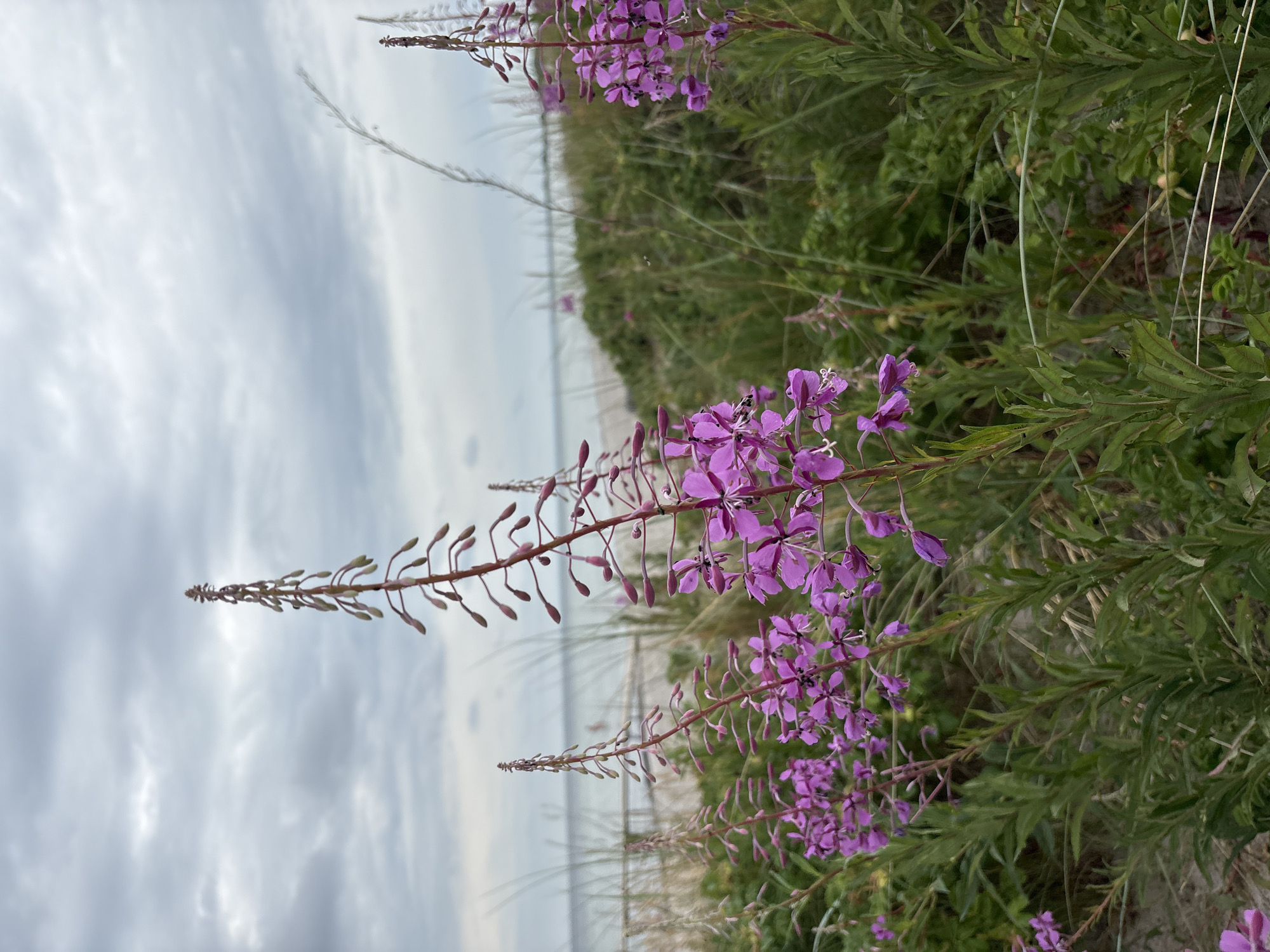 Fireweed and dune grass along a calm Danish beach