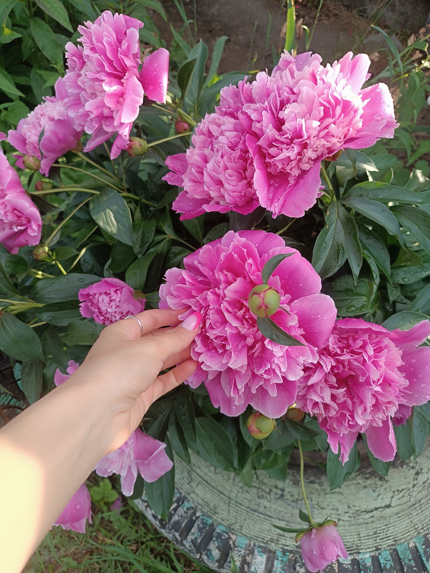 Afternoon in Chaikovsky: peonies, dramatic skies, rural scenes