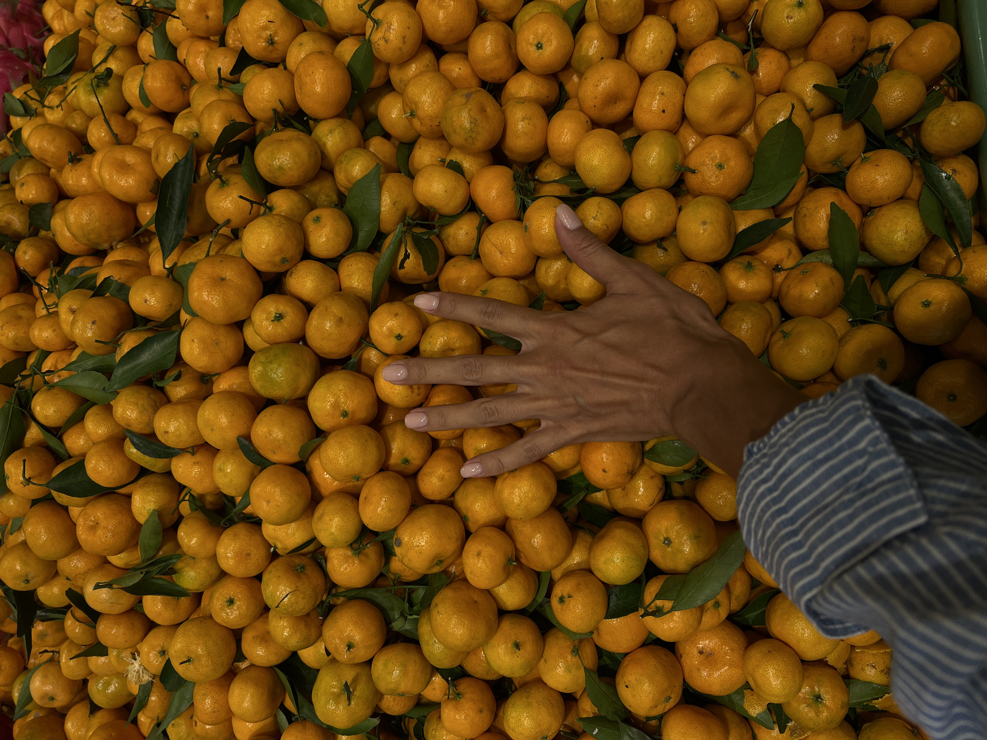 Fresh tropical fruit market activity documented in Denpasar