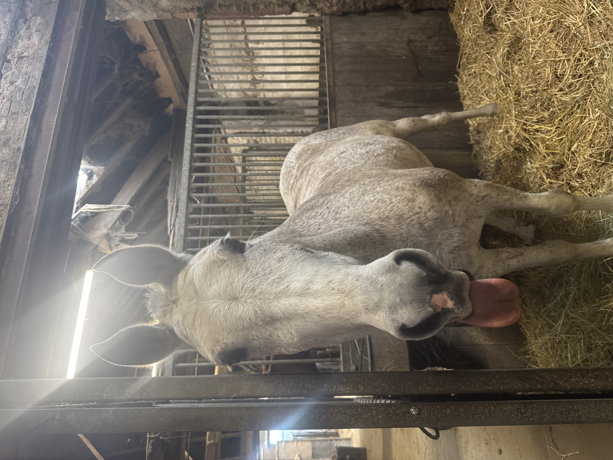 Horses including Sultan observed in stable stalls in Estaimpuis
