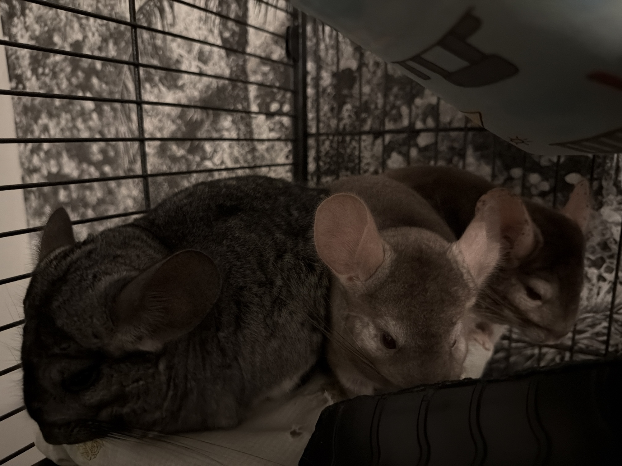 Chinchillas, paintings, and milestone cards from one afternoon