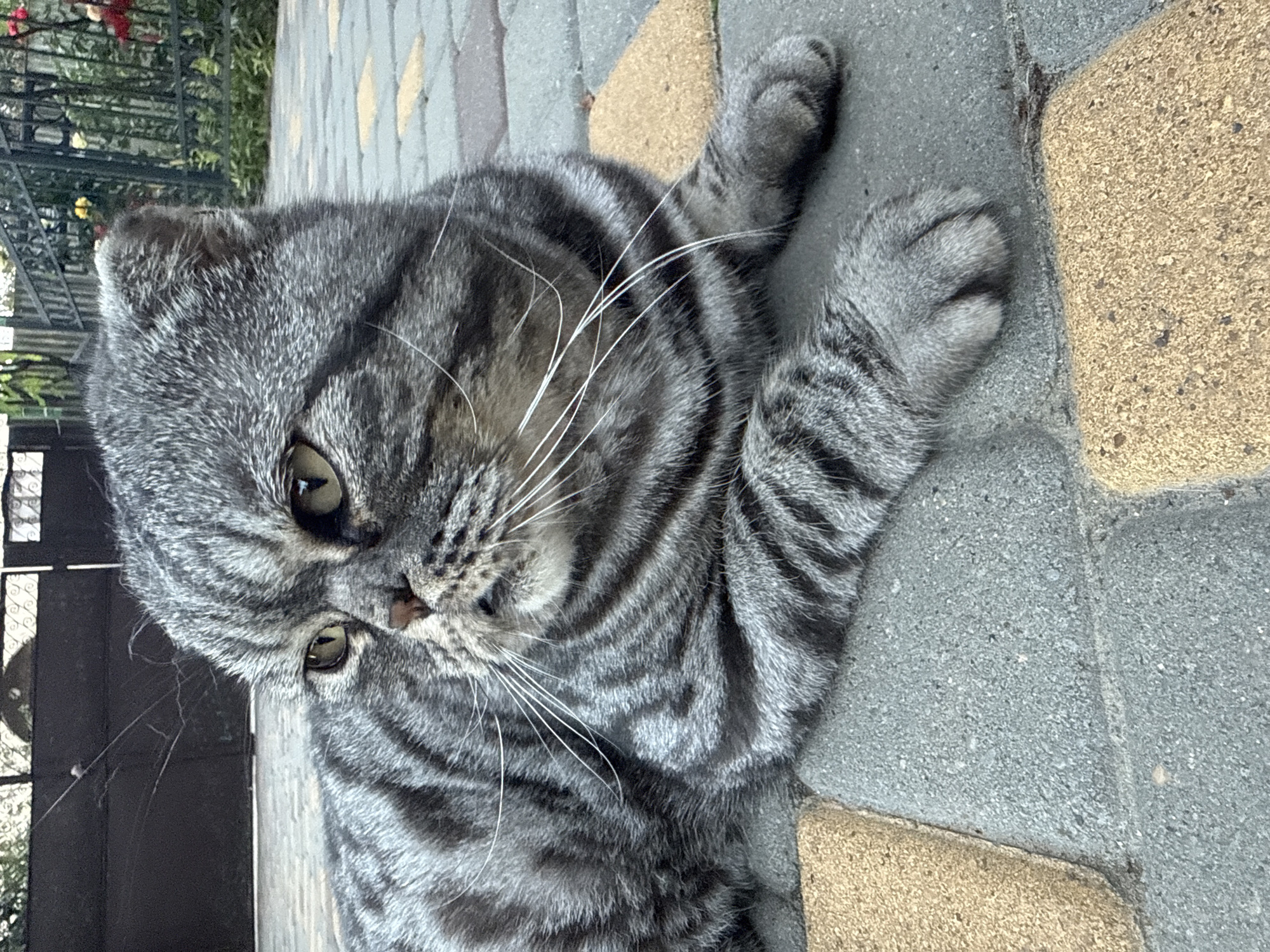 Tabby cat relaxes outside, then scores treats indoors