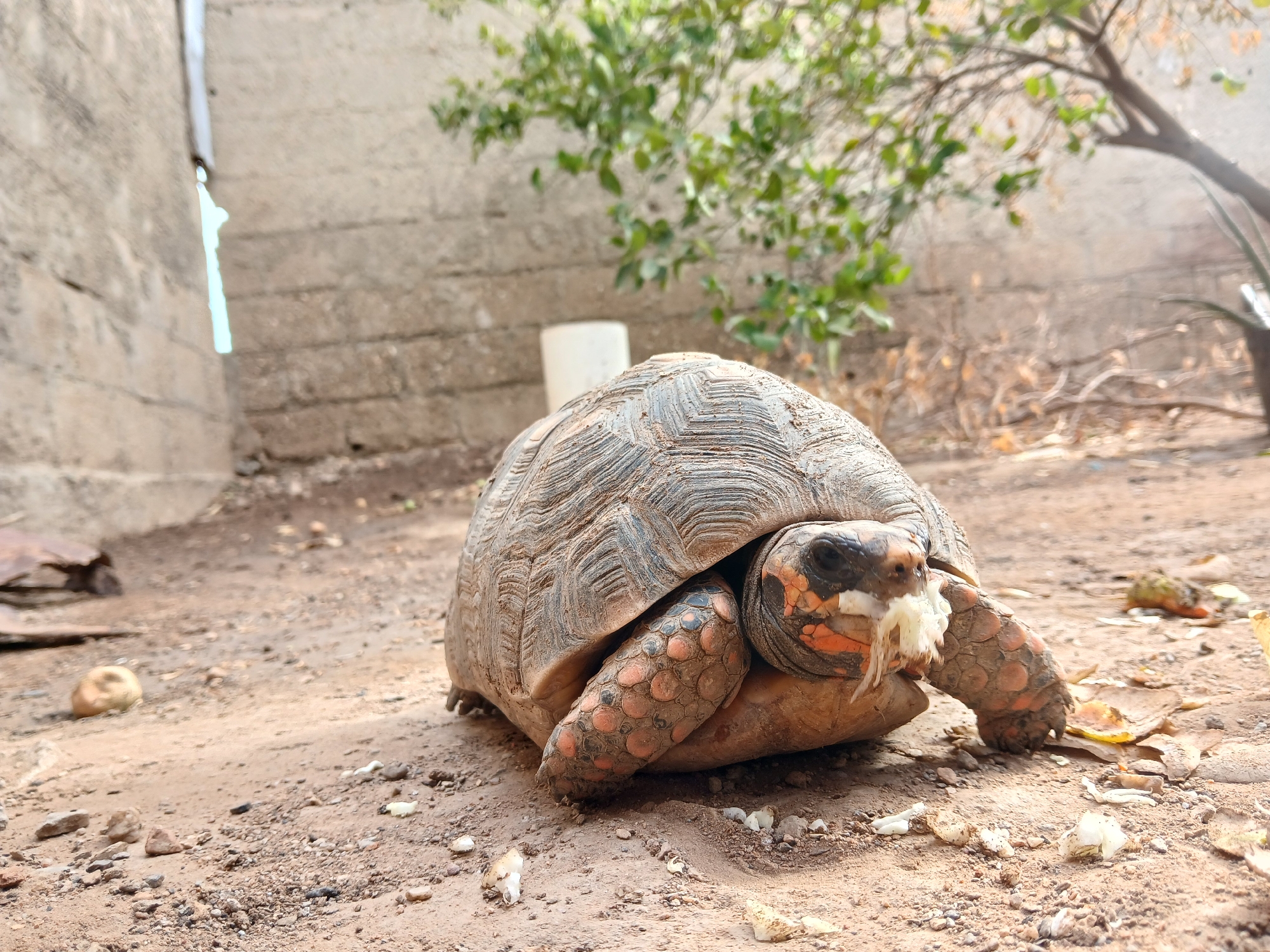 Red-footed tortoises feed in Juan Griego yard, Venezuela