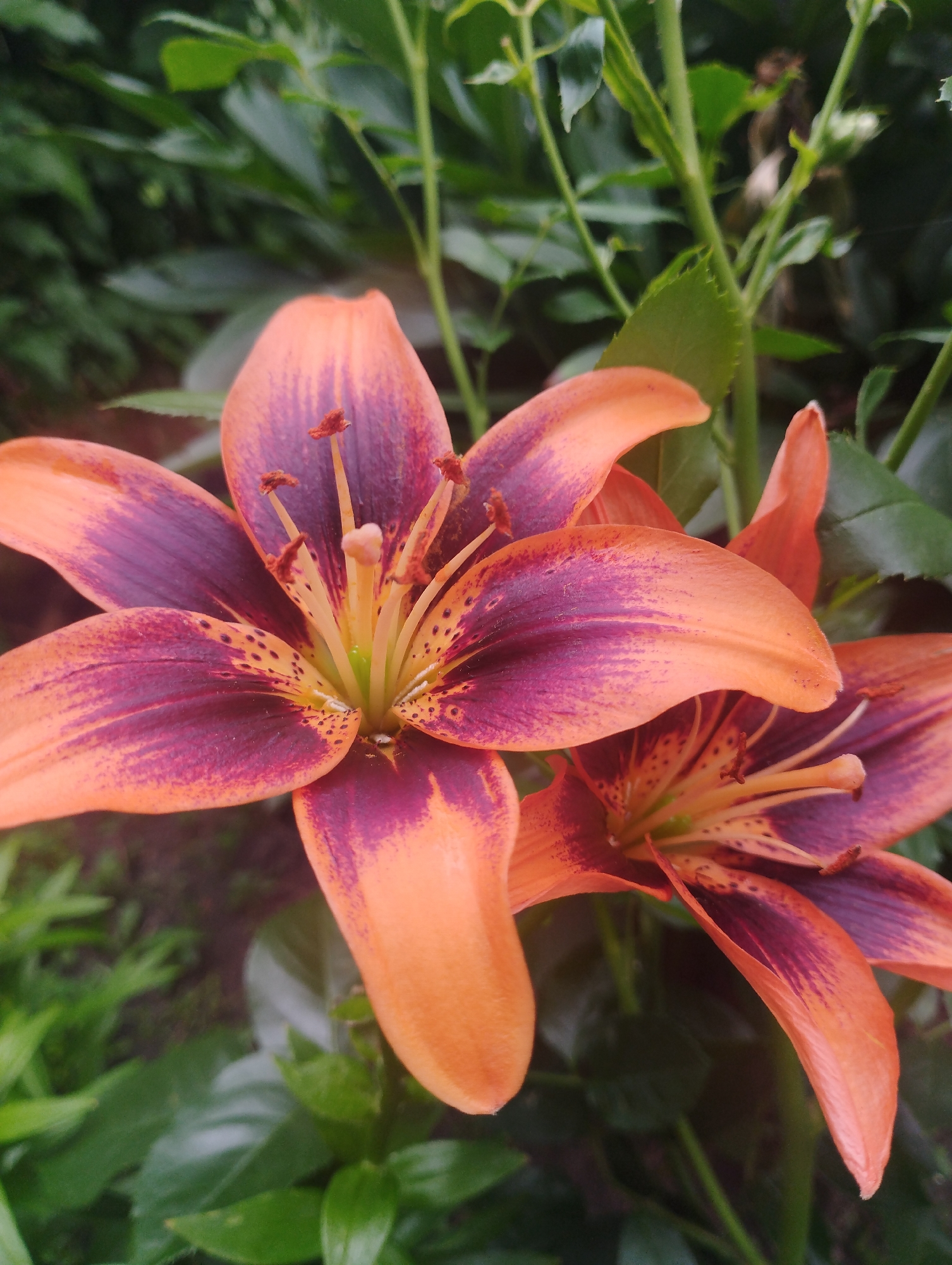 Garden lilies in full bloom, plus a Ukrainian mosaic mural
