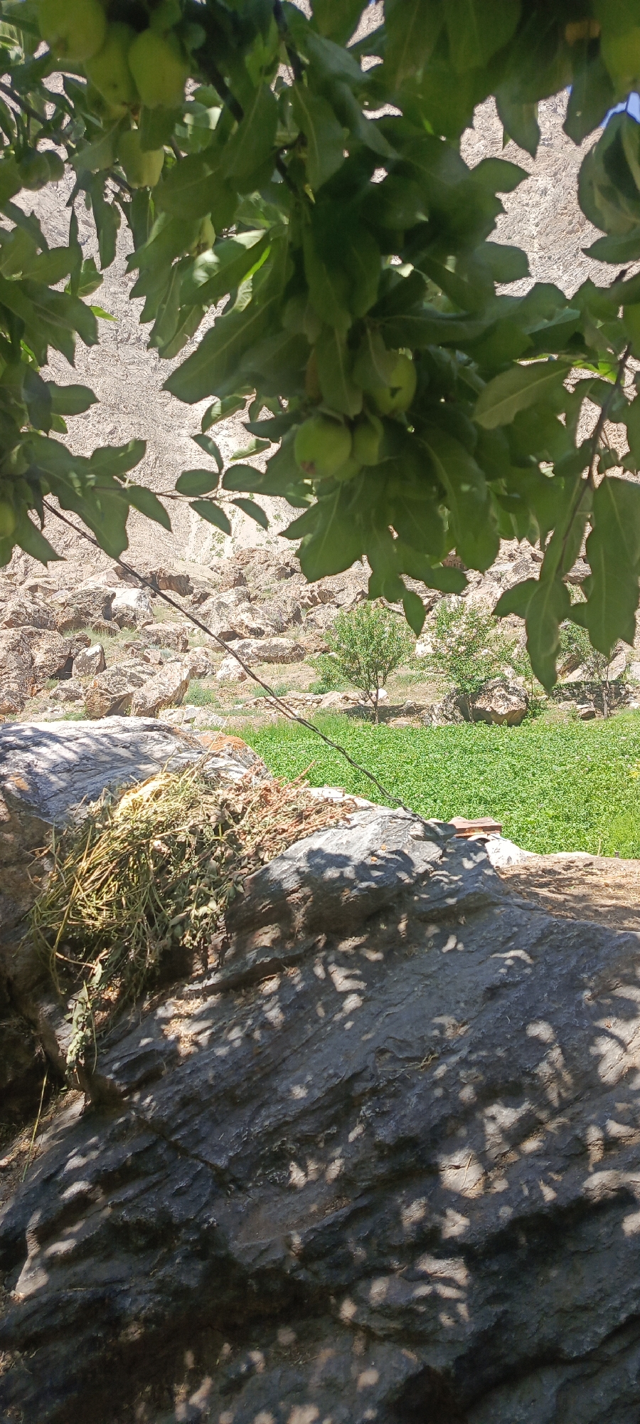 Grain drying in the sun in rural Tajikistan