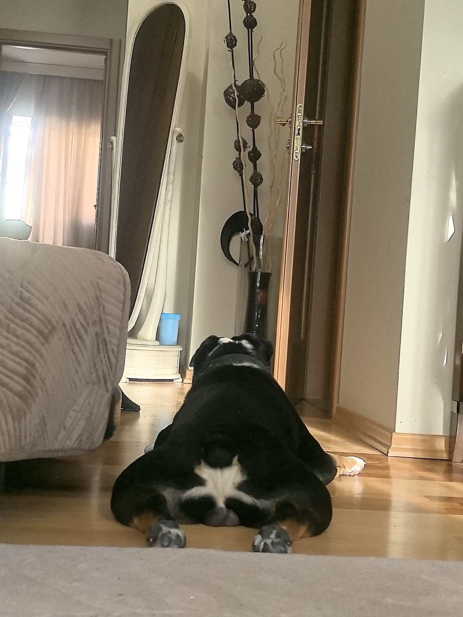 Dogs lounging in a festively decorated Nizhny Novgorod apartment