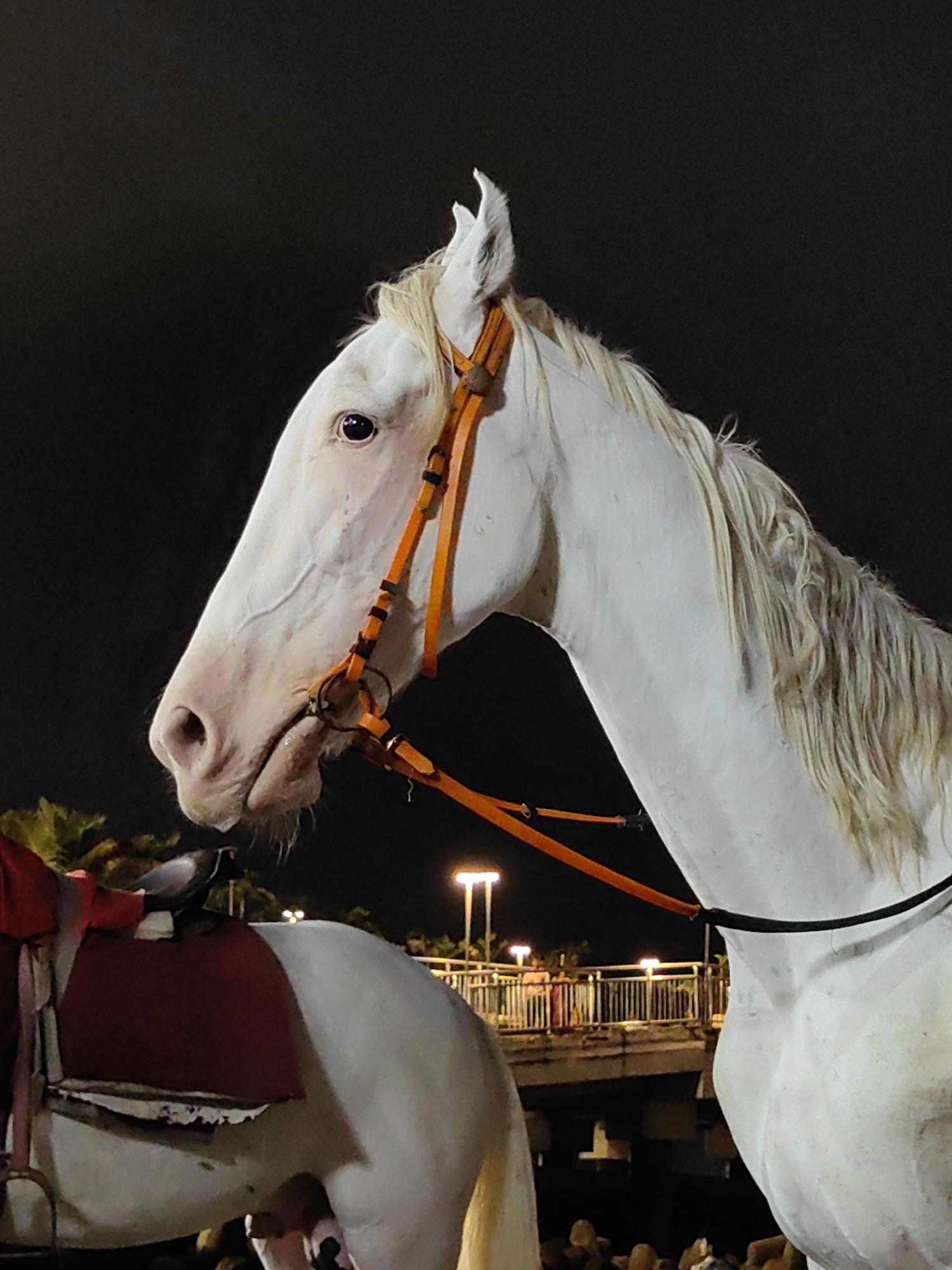White horse and city lights along Mumbai's Marine Drive at dusk