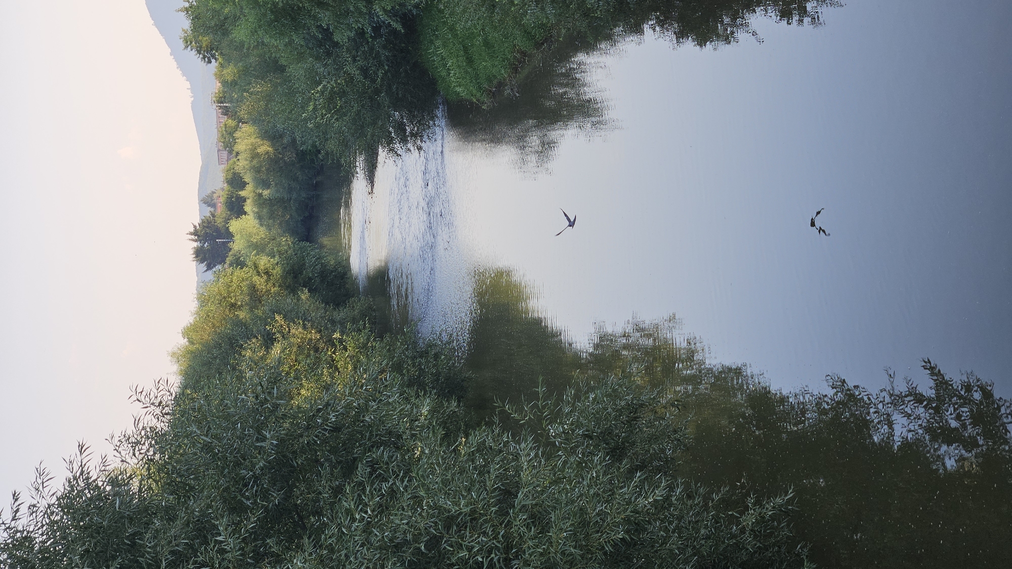 Grey heron and cyclists along Prešov's riverside on a summer morning
