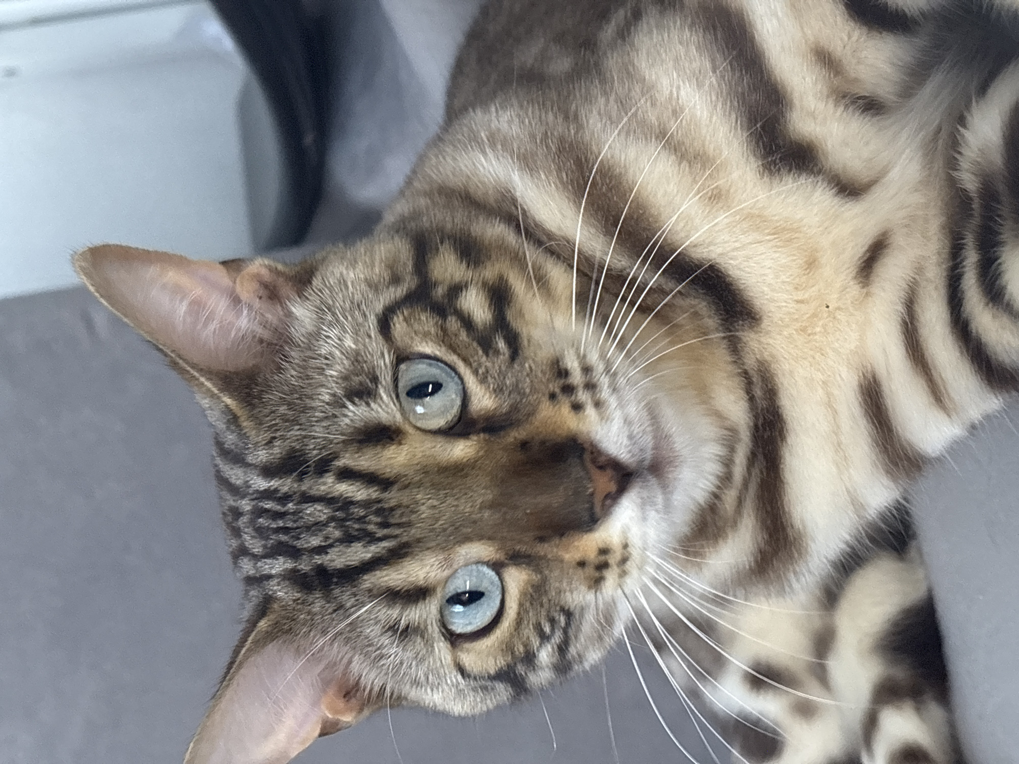 Bengal cat lounging and getting pets on a gray couch