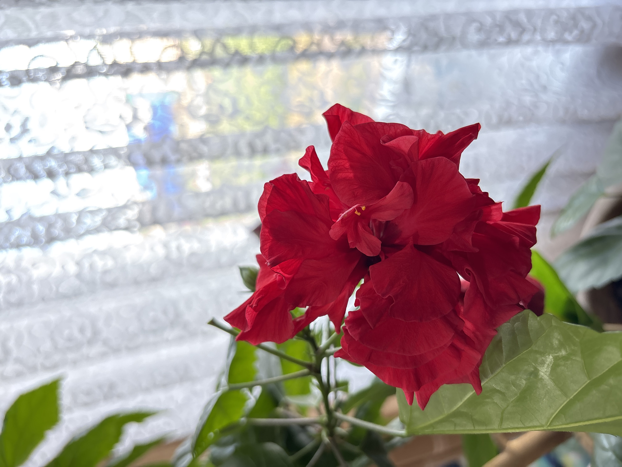 Vibrant red hibiscus in close-up, Kazakhstan
