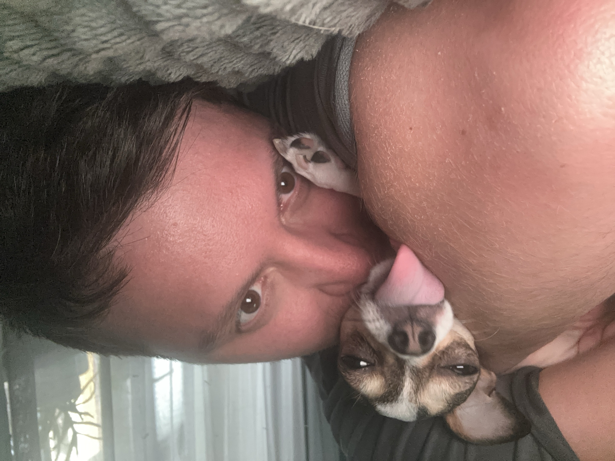 Morning cuddle session with Chihuahua captured in Mirny, Russia