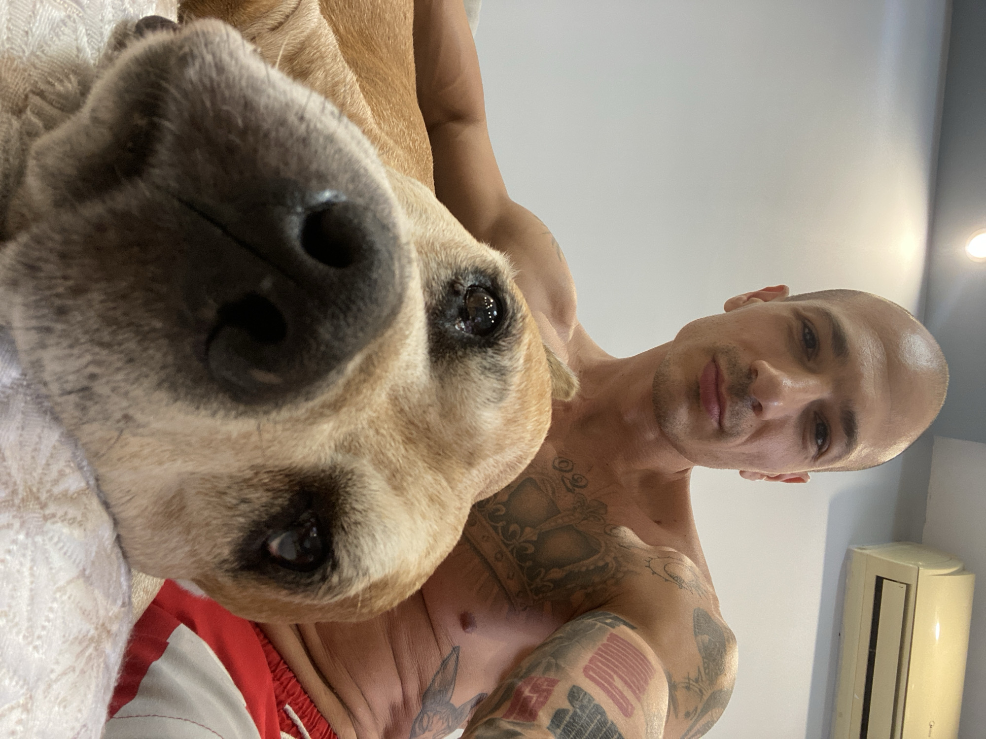 Renovation day in Pleven, dog in tow