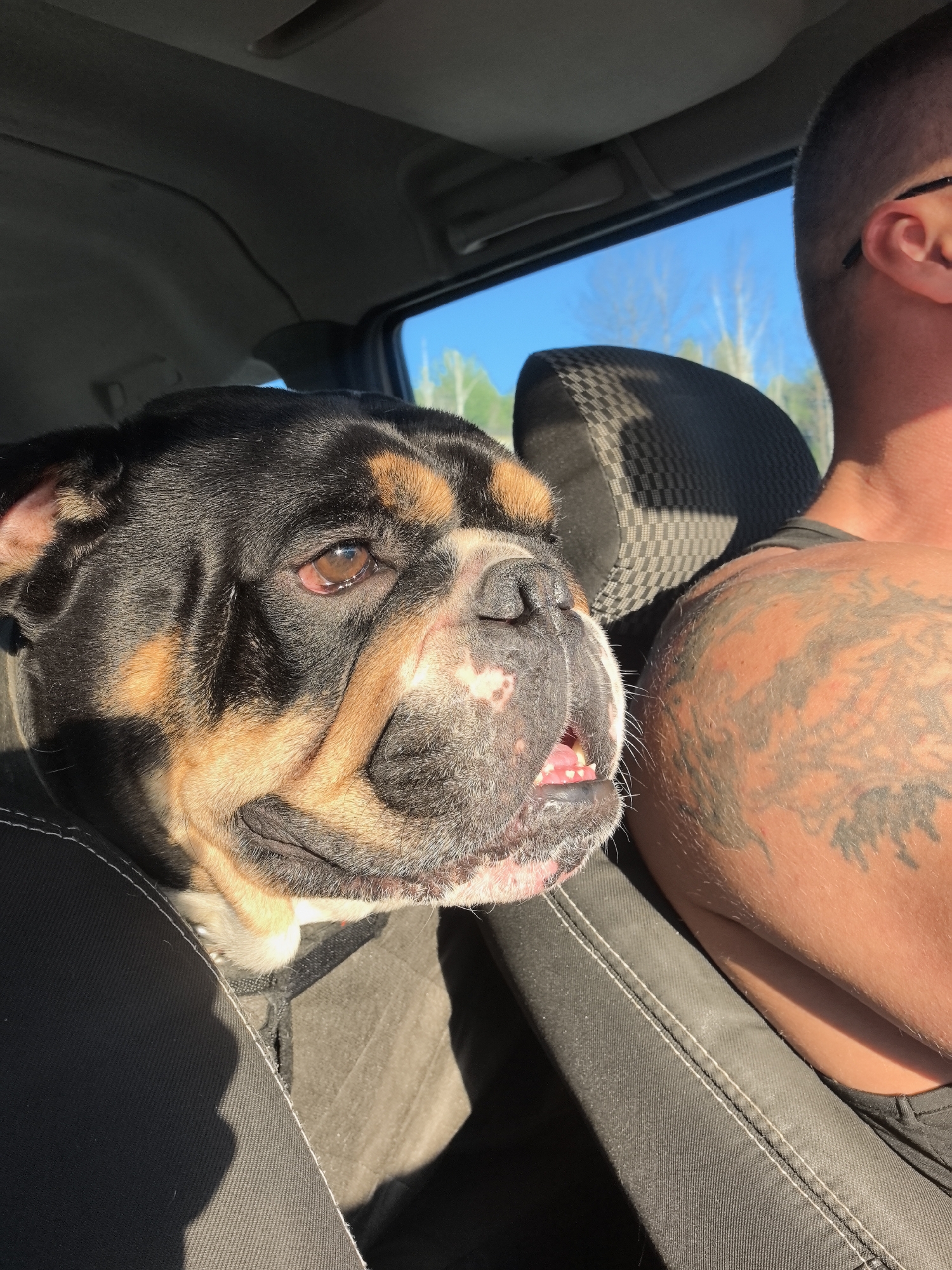 Brindle bulldog riding shotgun in a sunlit car