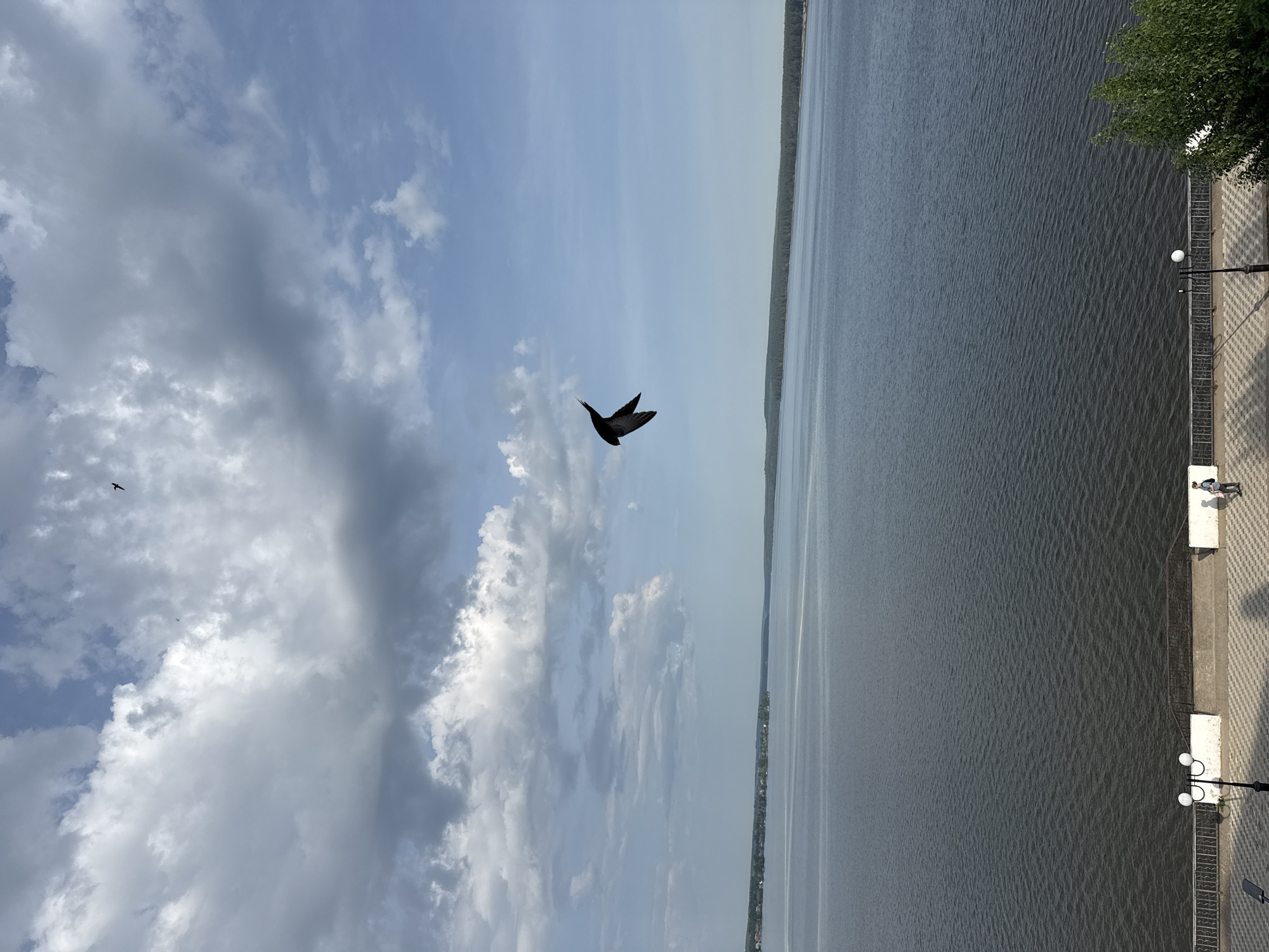 Morning documentation of Votkinsk Reservoir waterfront and urban wildlife