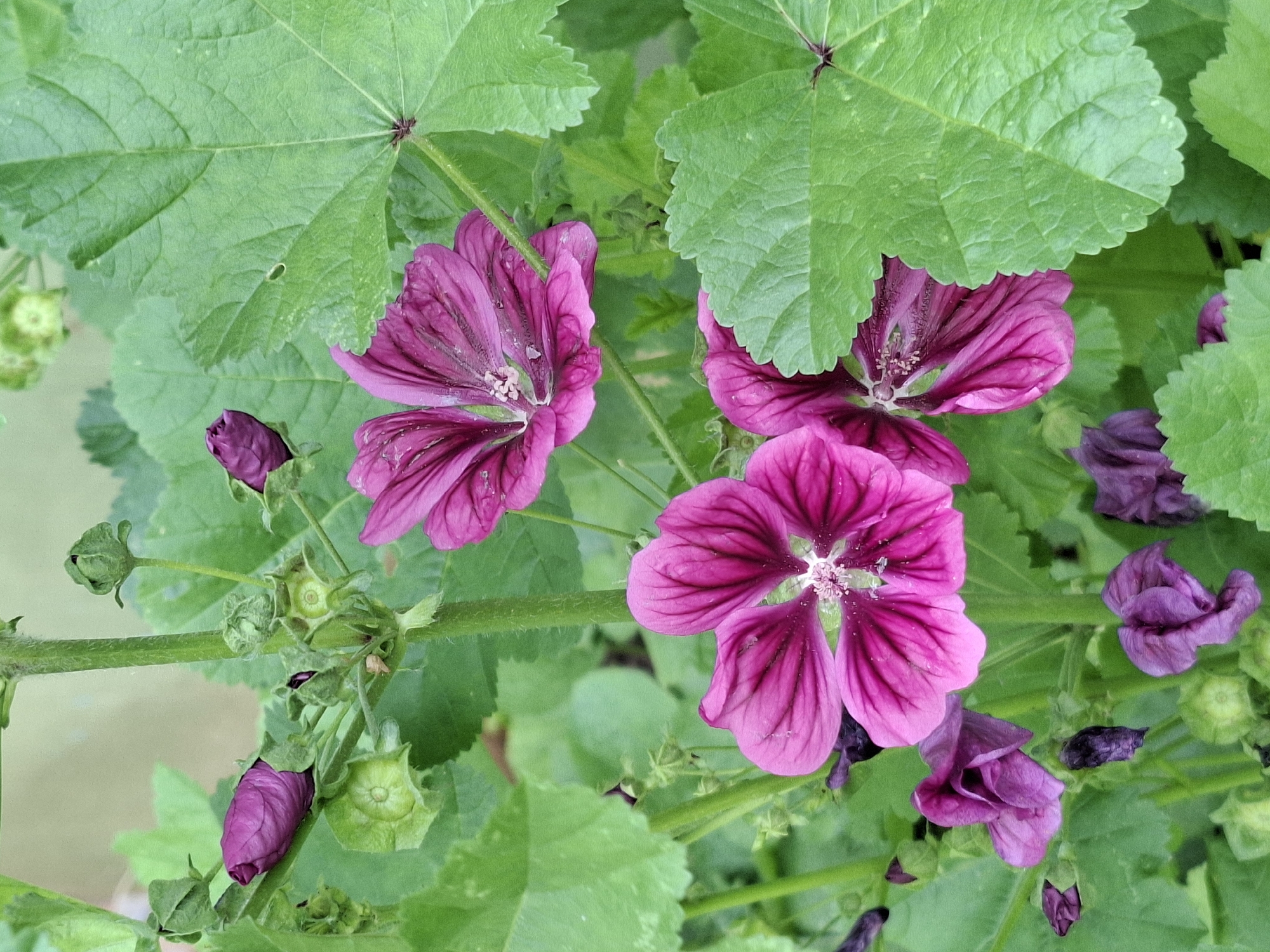 Summer garden in close-up: flowers, fruit, and a few detours