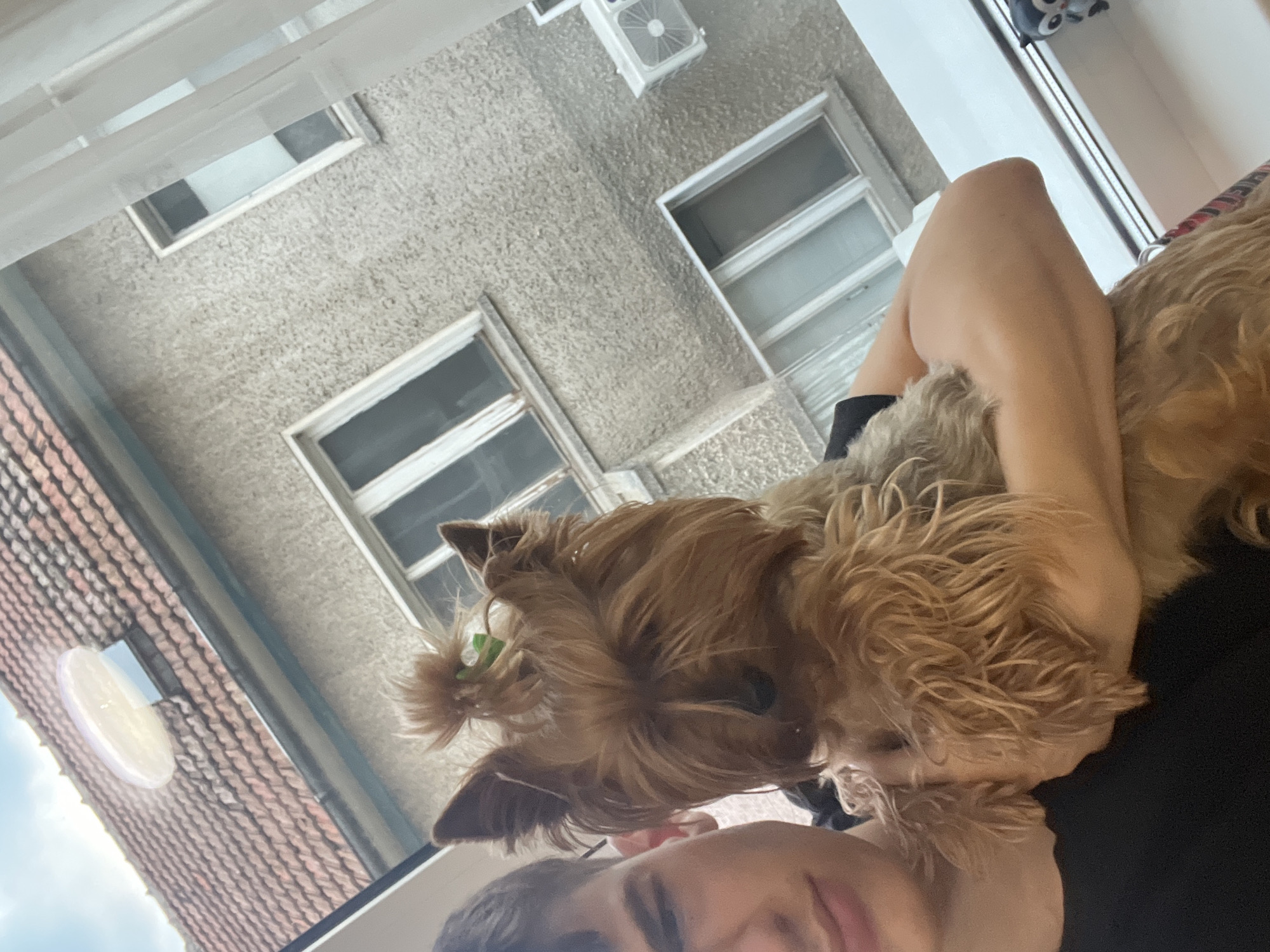 Yorkshire Terrier captured in playful home moments in Bulgaria