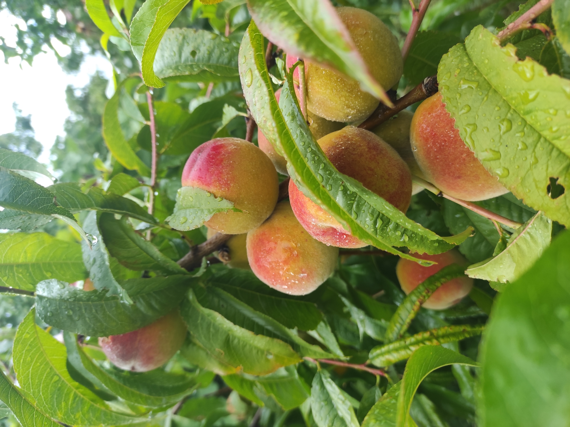 Peaches, plums, and cucumber growing on the vine