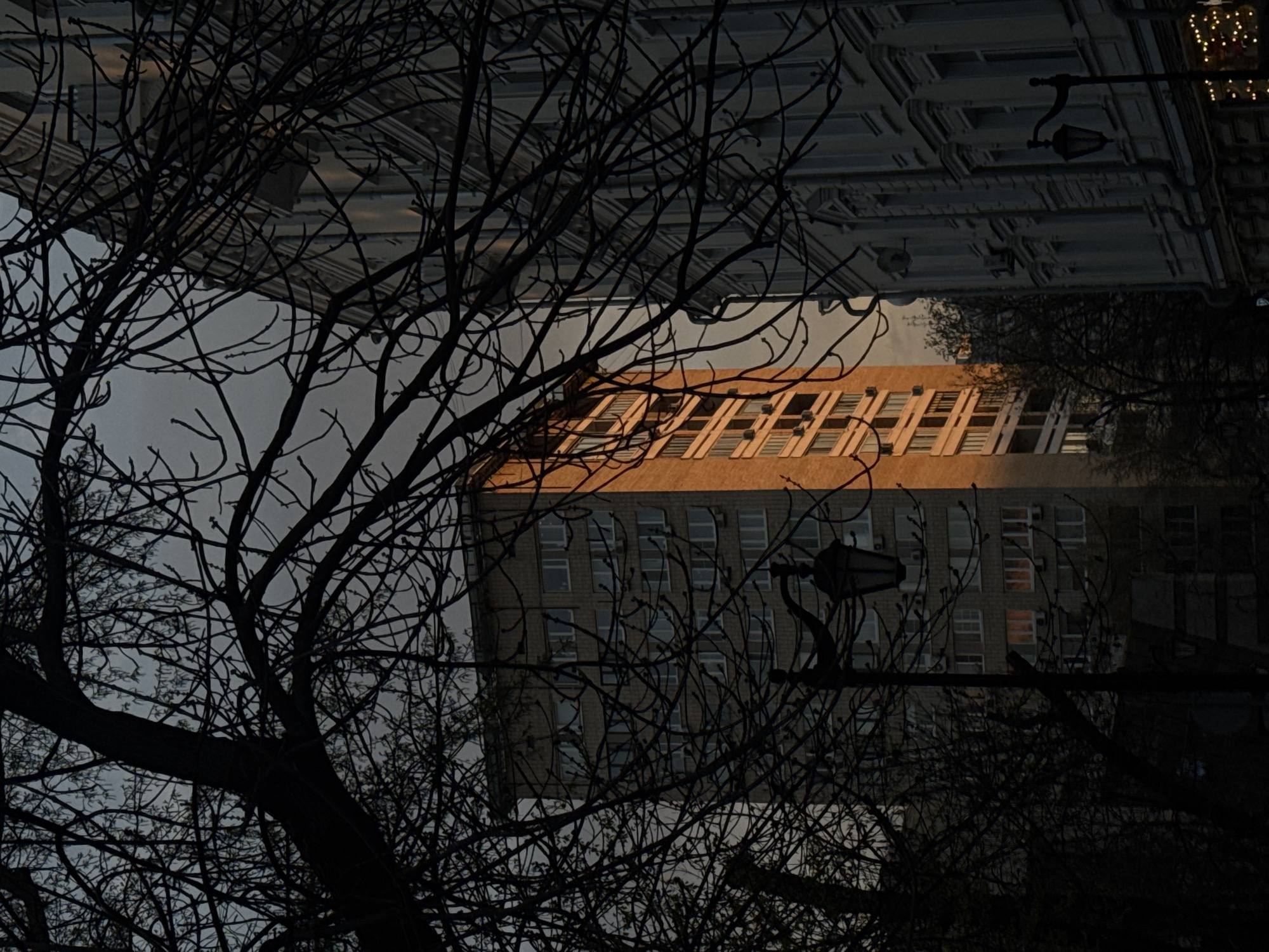 Moscow observer captures unusual inverted building view through bare branches