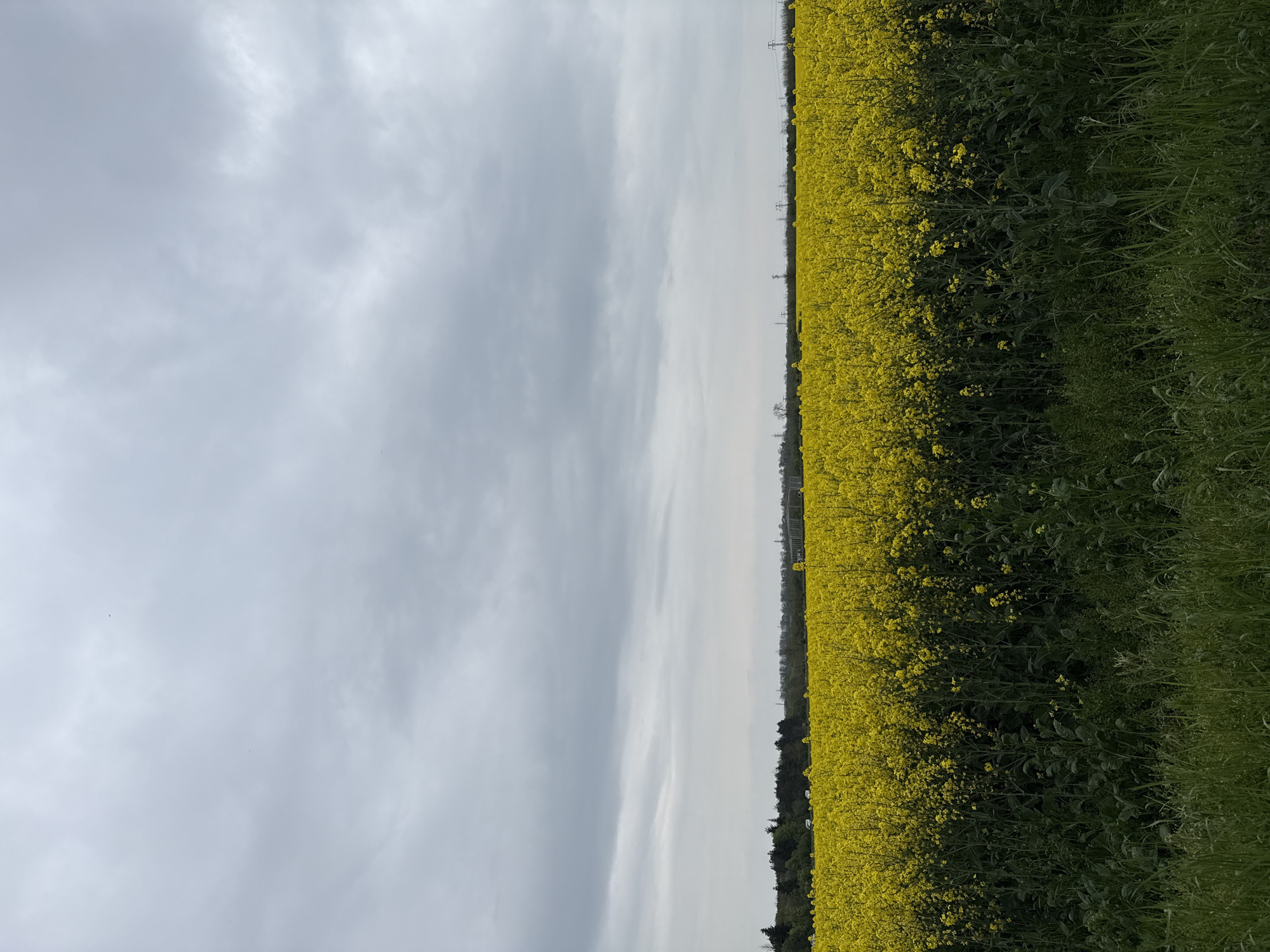 Yellow flower field documented under cloudy skies in Dobrich