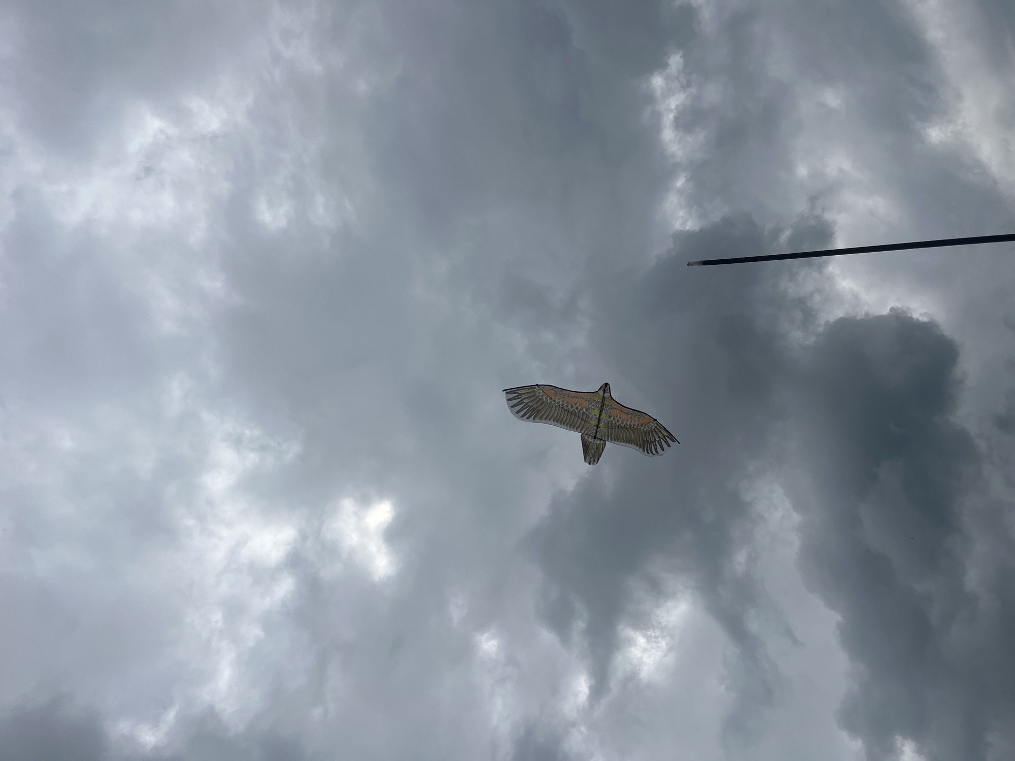 Chickens, garden blooms, and a kite on a Russian summer morning