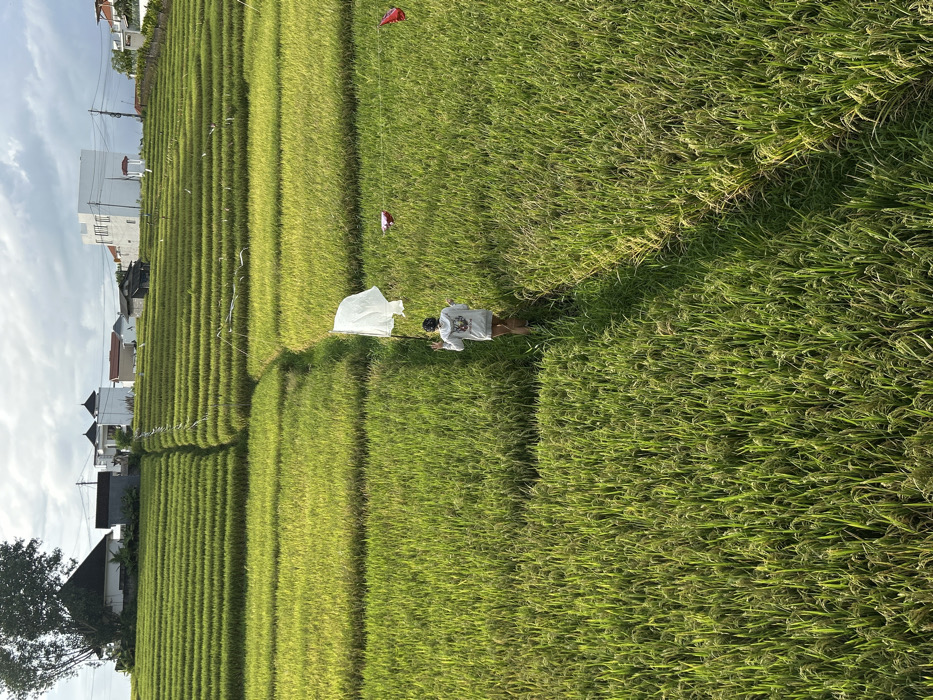 Person flies kite through green rice terraces while woman relaxes nearby