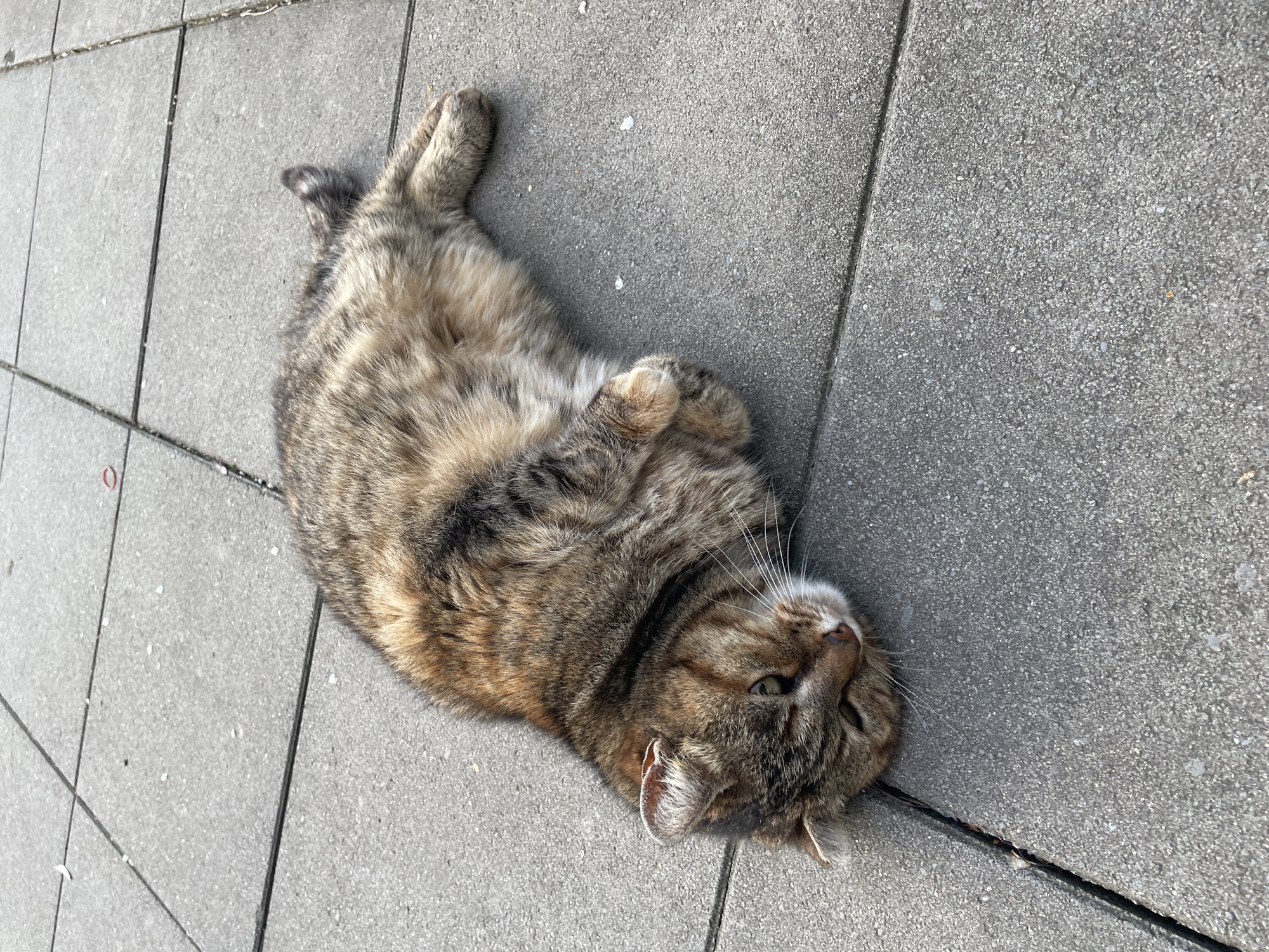 Tabby cat relaxes on sidewalk in Burgas, Bulgaria