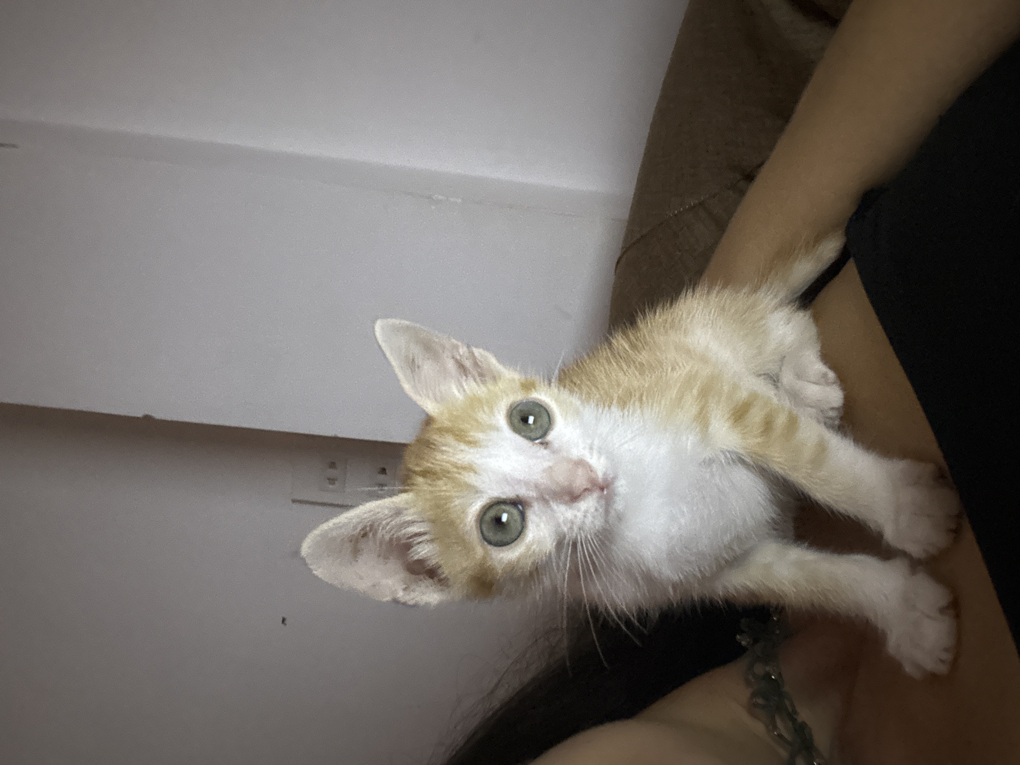 Woman plays with orange kitten in Mũi Né