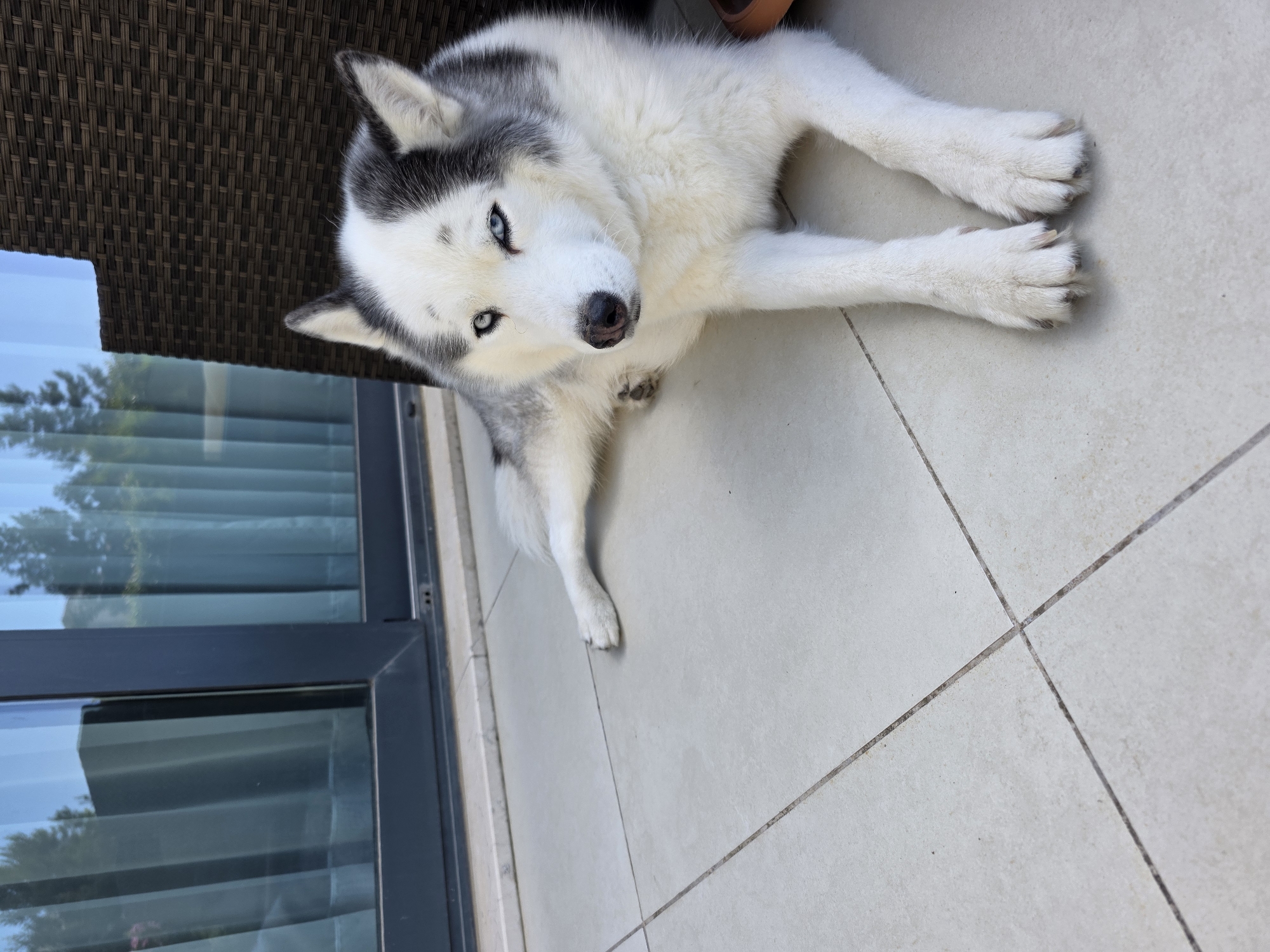 Dogs, garden, and home life at an Azerbaijani residence