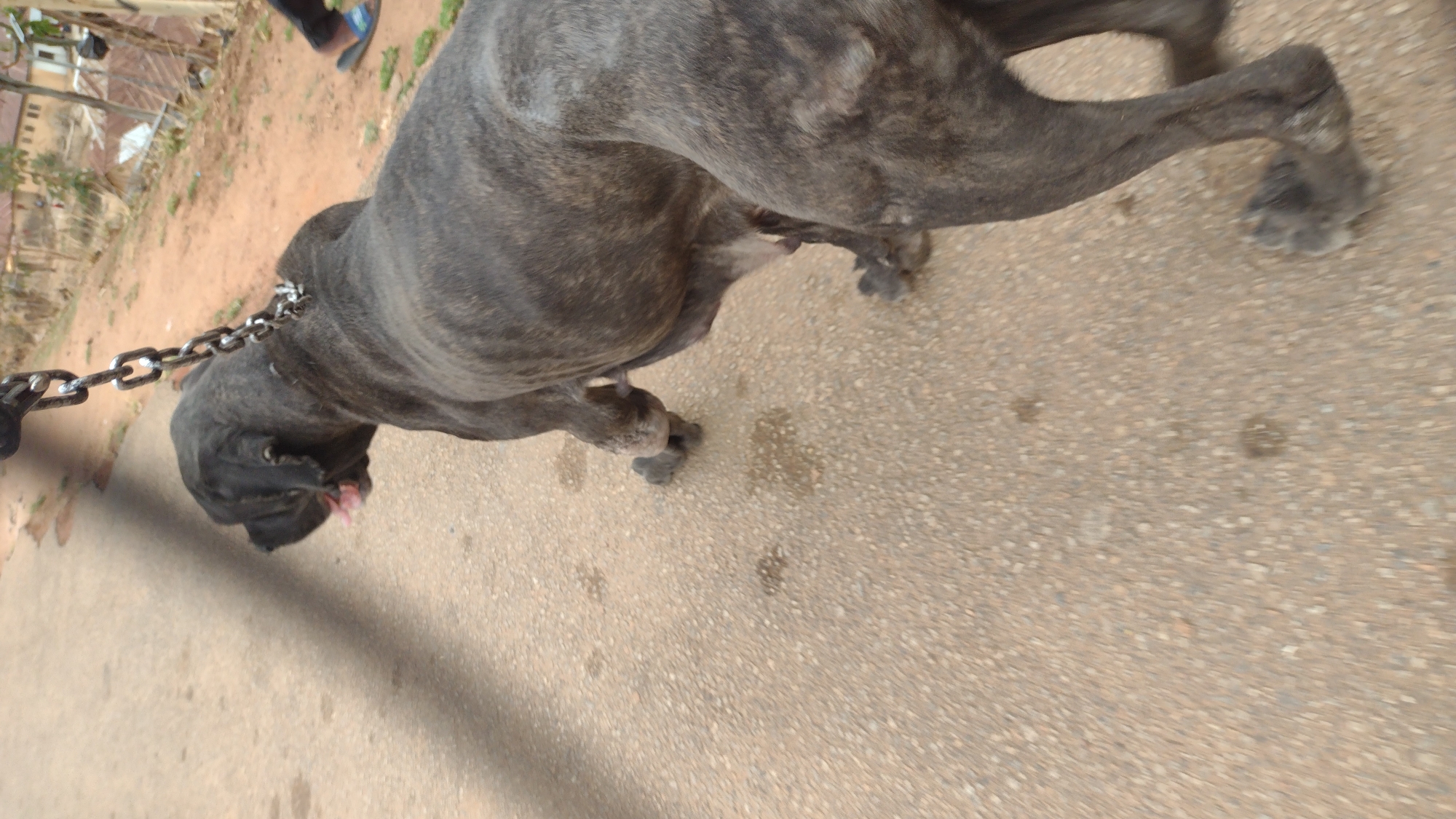 Brindle dogs spotted around Jos, Nigeria neighborhood