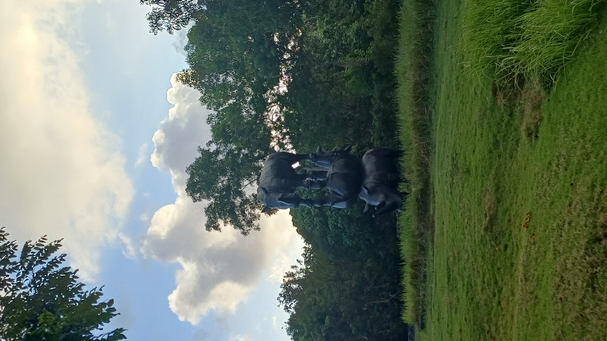 Rhino sculpture and outdoor bathroom documented in Kuta Selatan