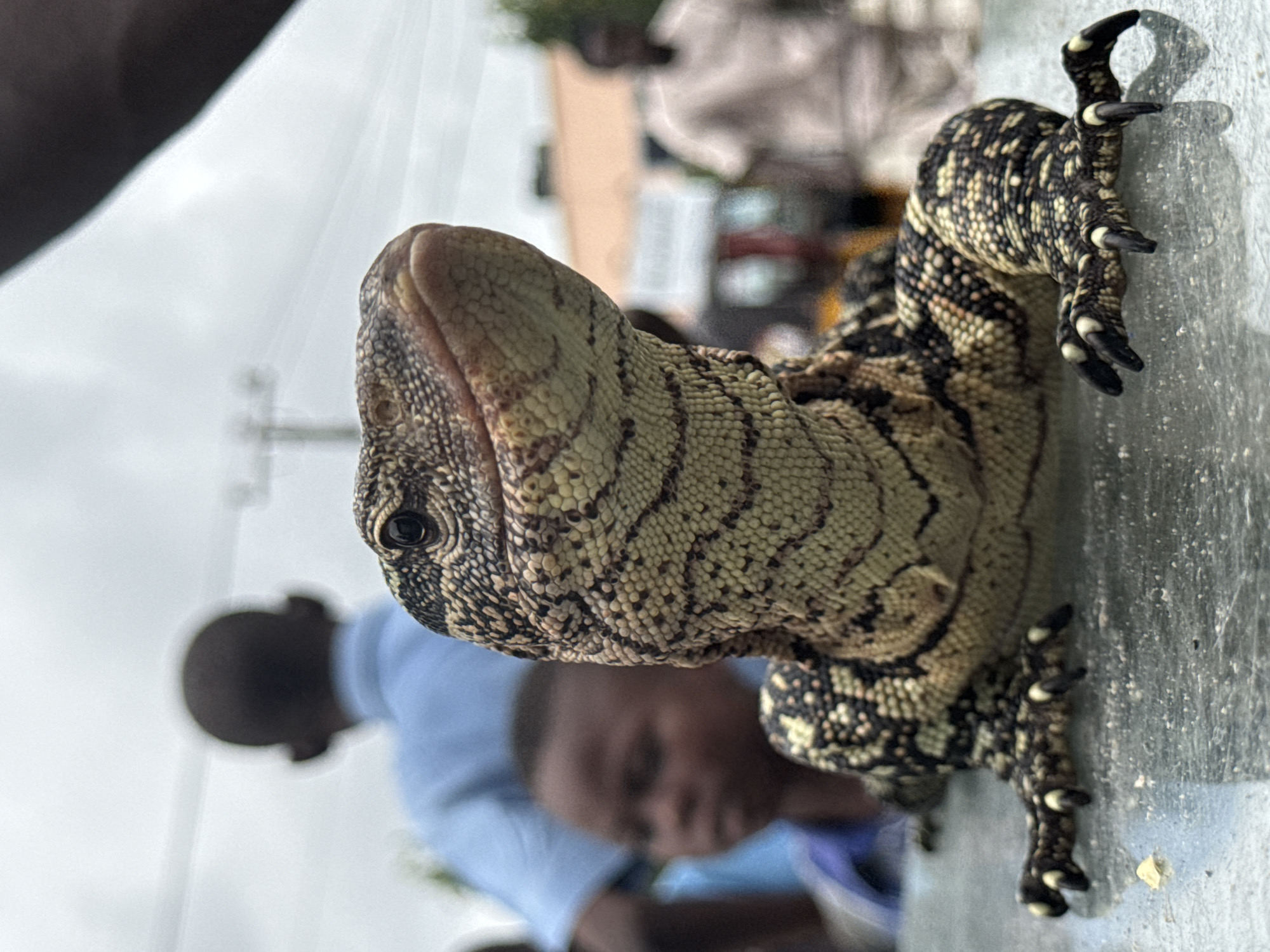 Monitor lizard and street commerce at a roadside spot in Ado