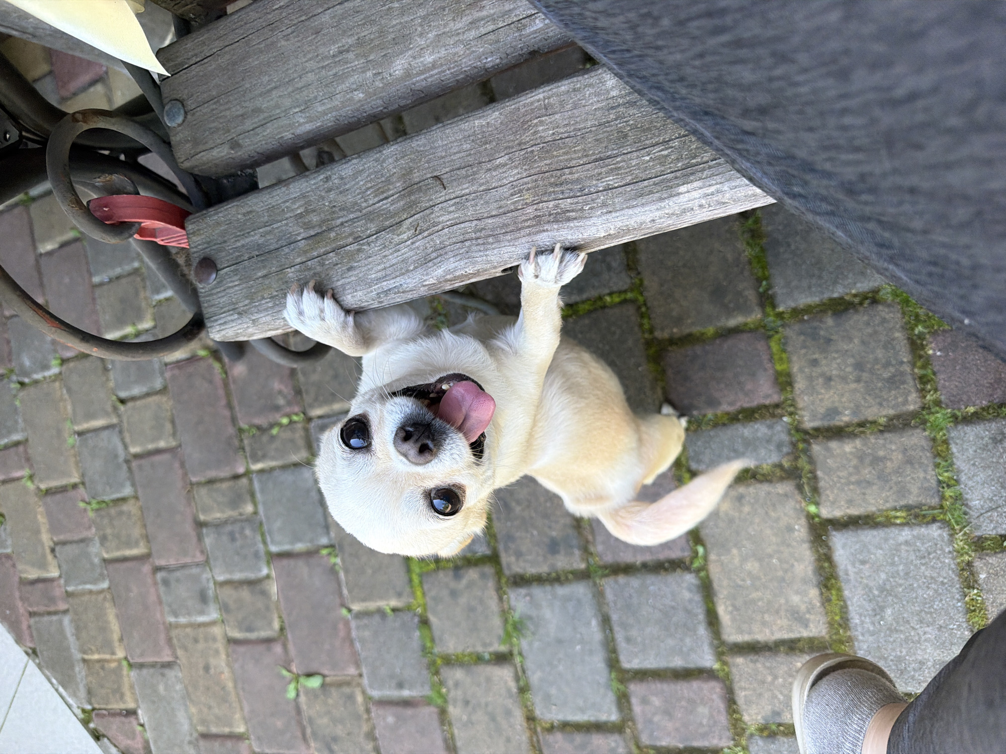 A Chihuahua's lazy summer morning in Solotvyn, Ukraine